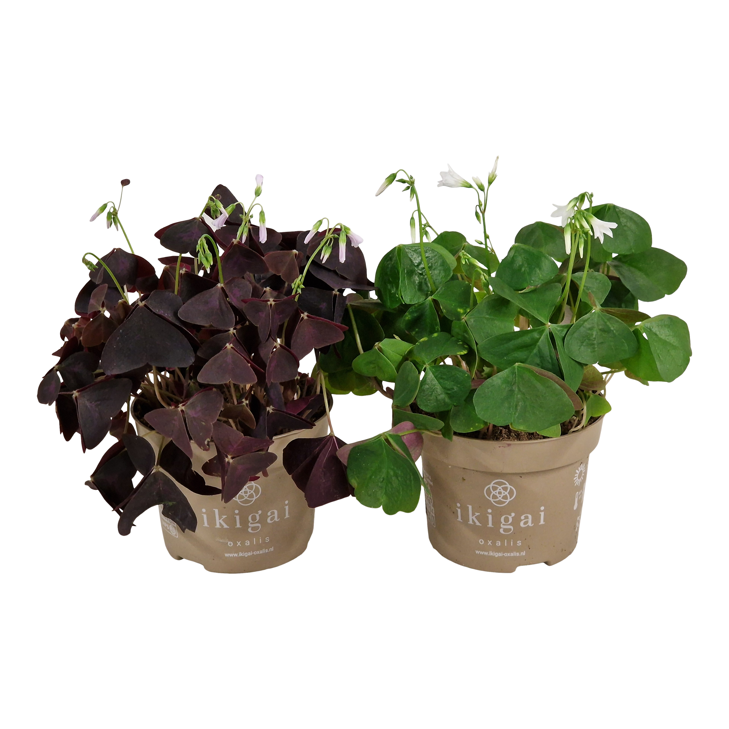 Oxalis Ikgai Szczawik mix 20 cm