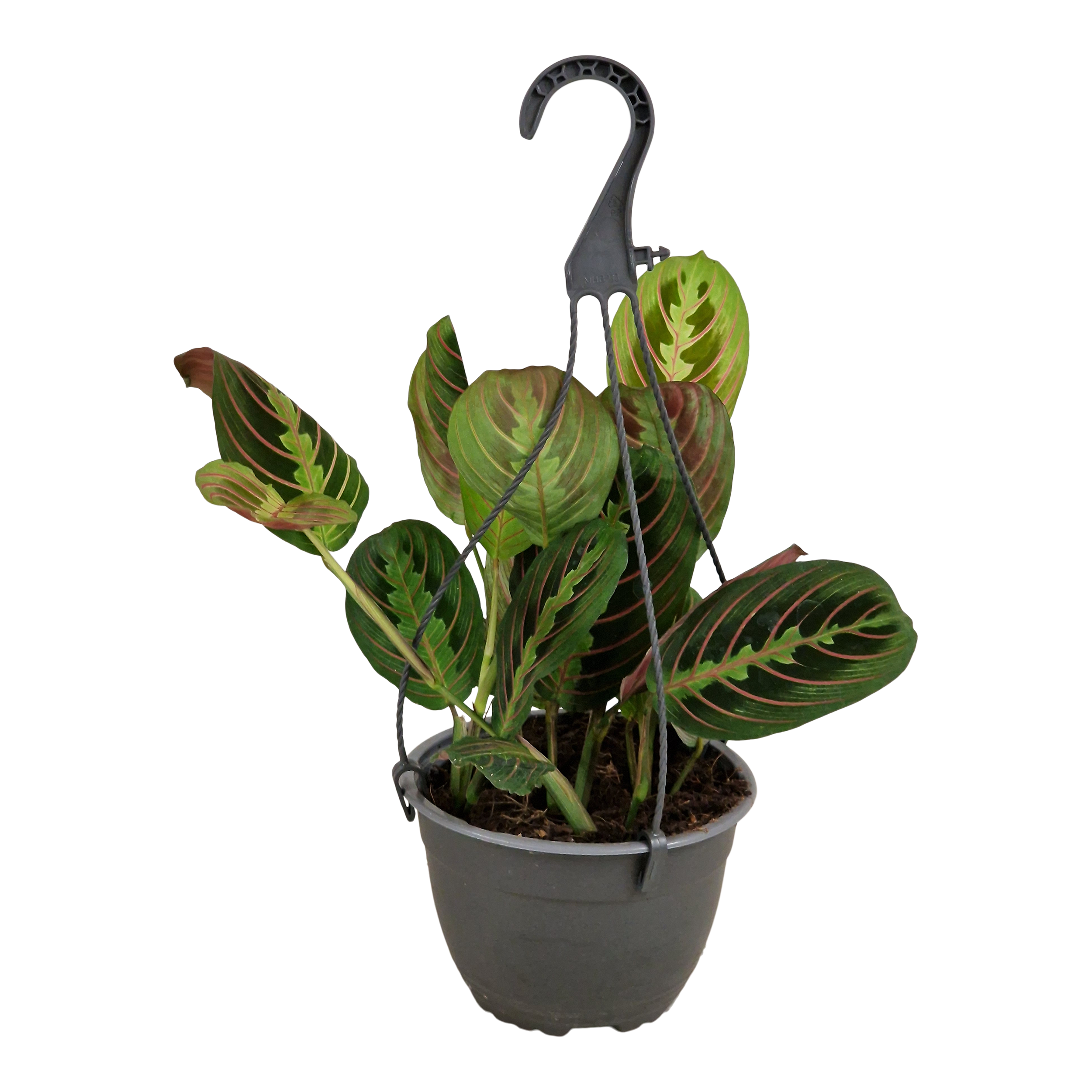 Maranta Leucon Fascinator 40 cm