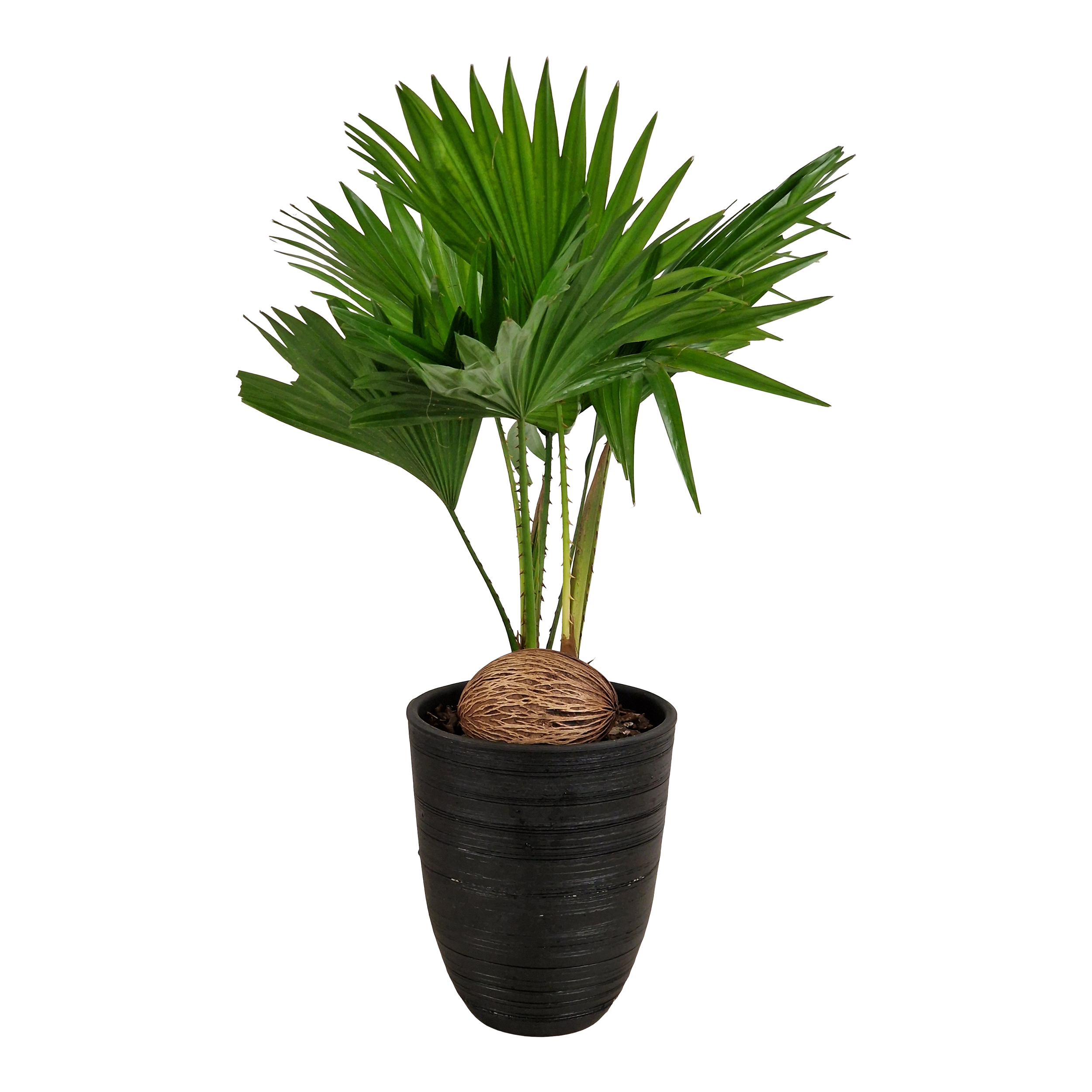 Liwistona okrągłolistna w osłonce ceramicznej 45 cm