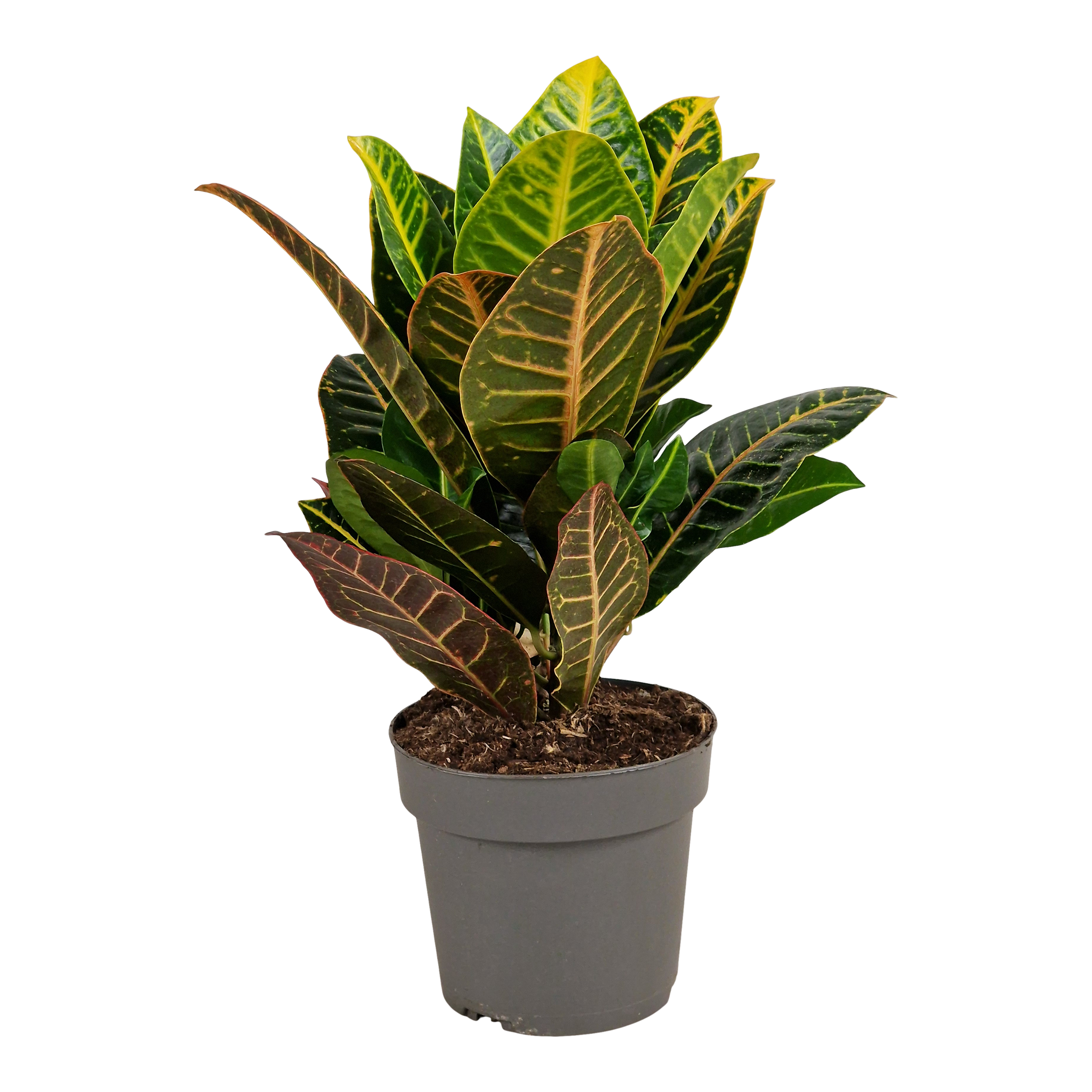 Kroton Petera 50 cm
