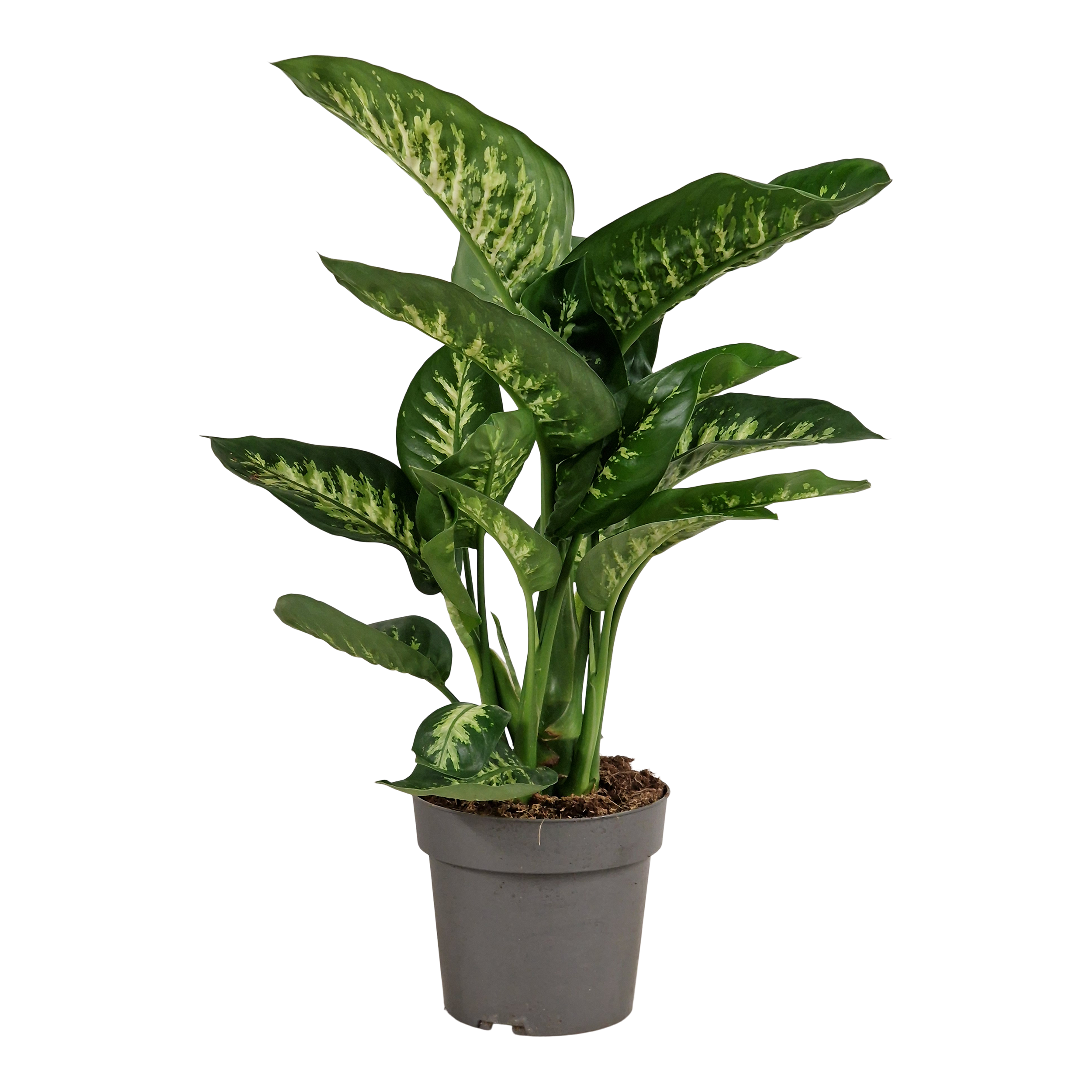 Difenbachia Reeva 75 cm