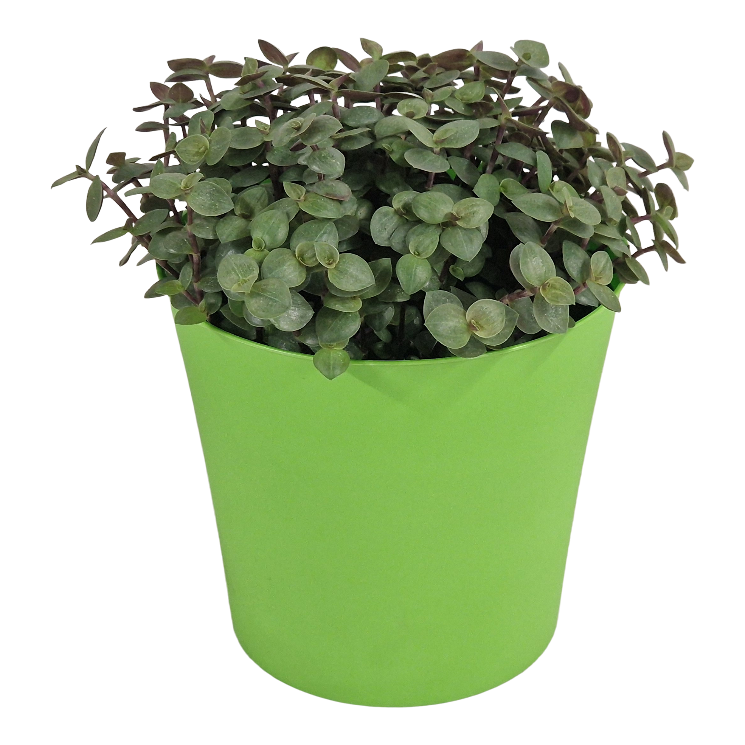 Callisia Repens w osłonce 17 cm
