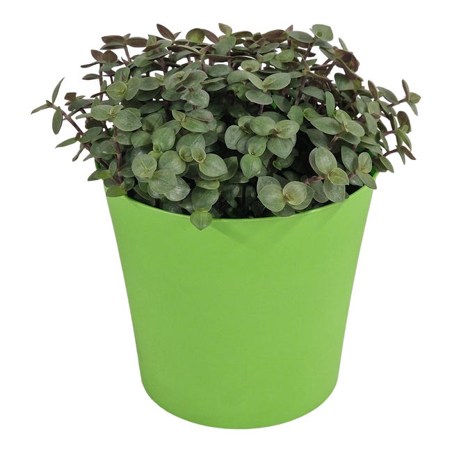 Callisia repens w oslonce 17 cm 95002977