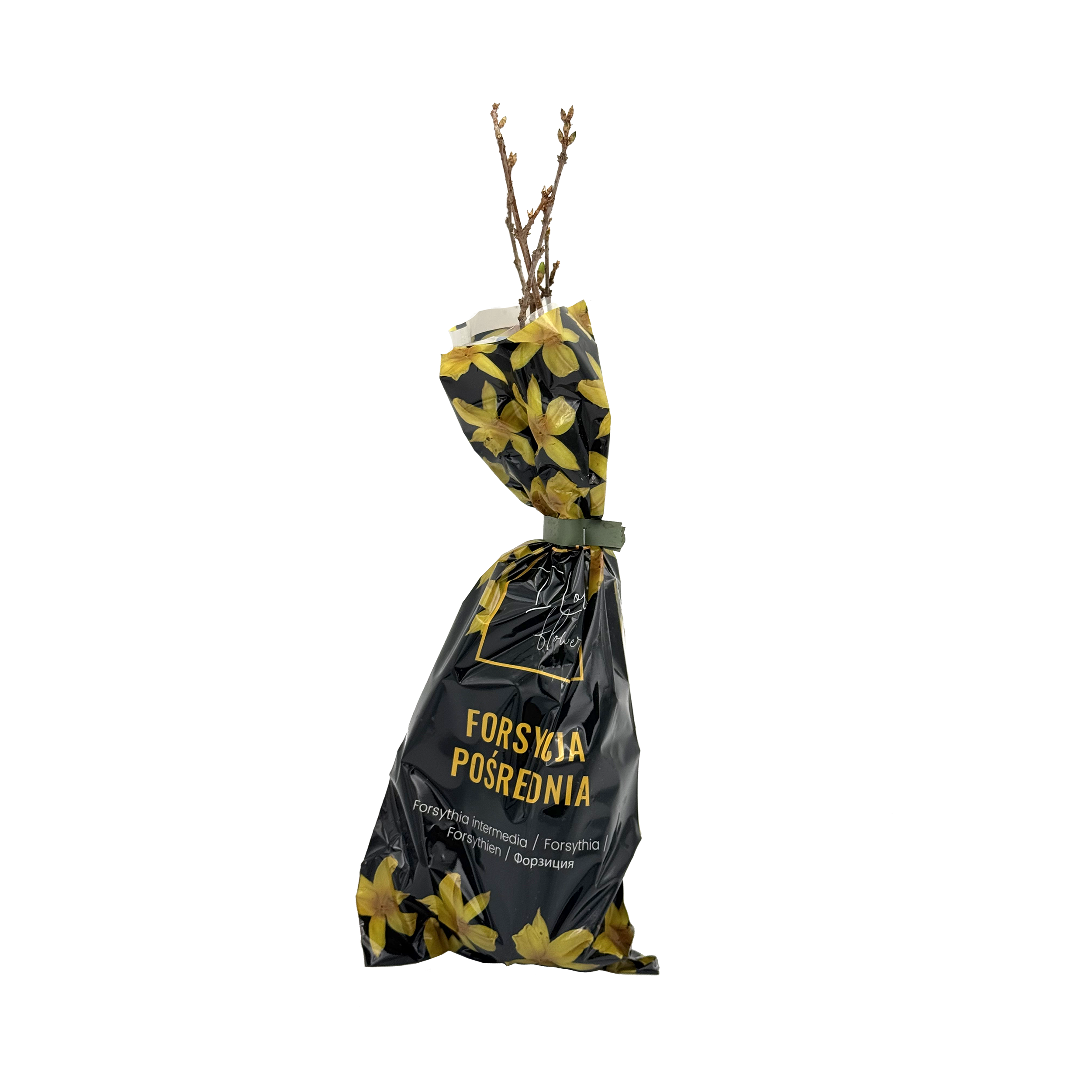 Forsycja Balot 35 cm