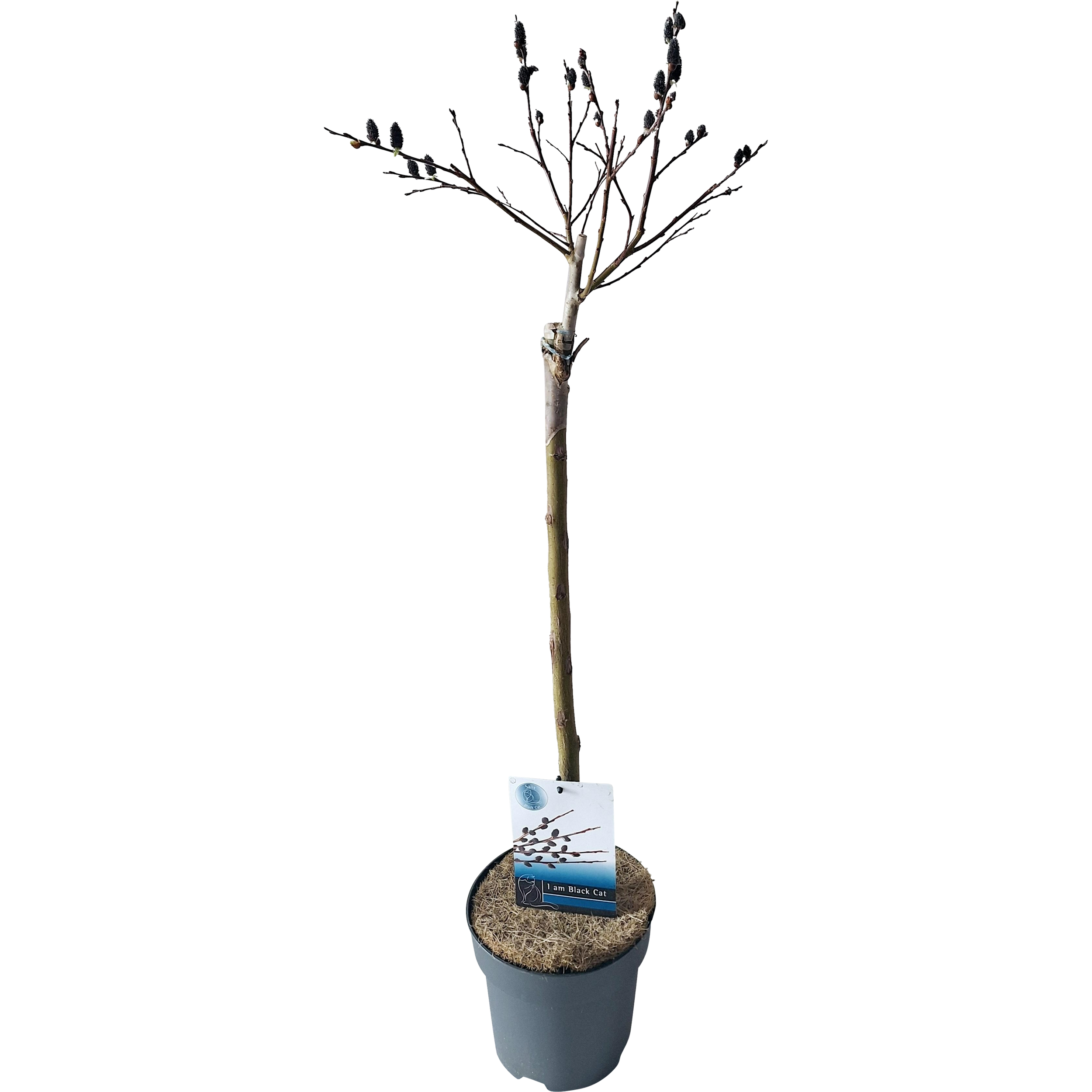 Wierzba japońska Melanostachys Kurome 100 cm