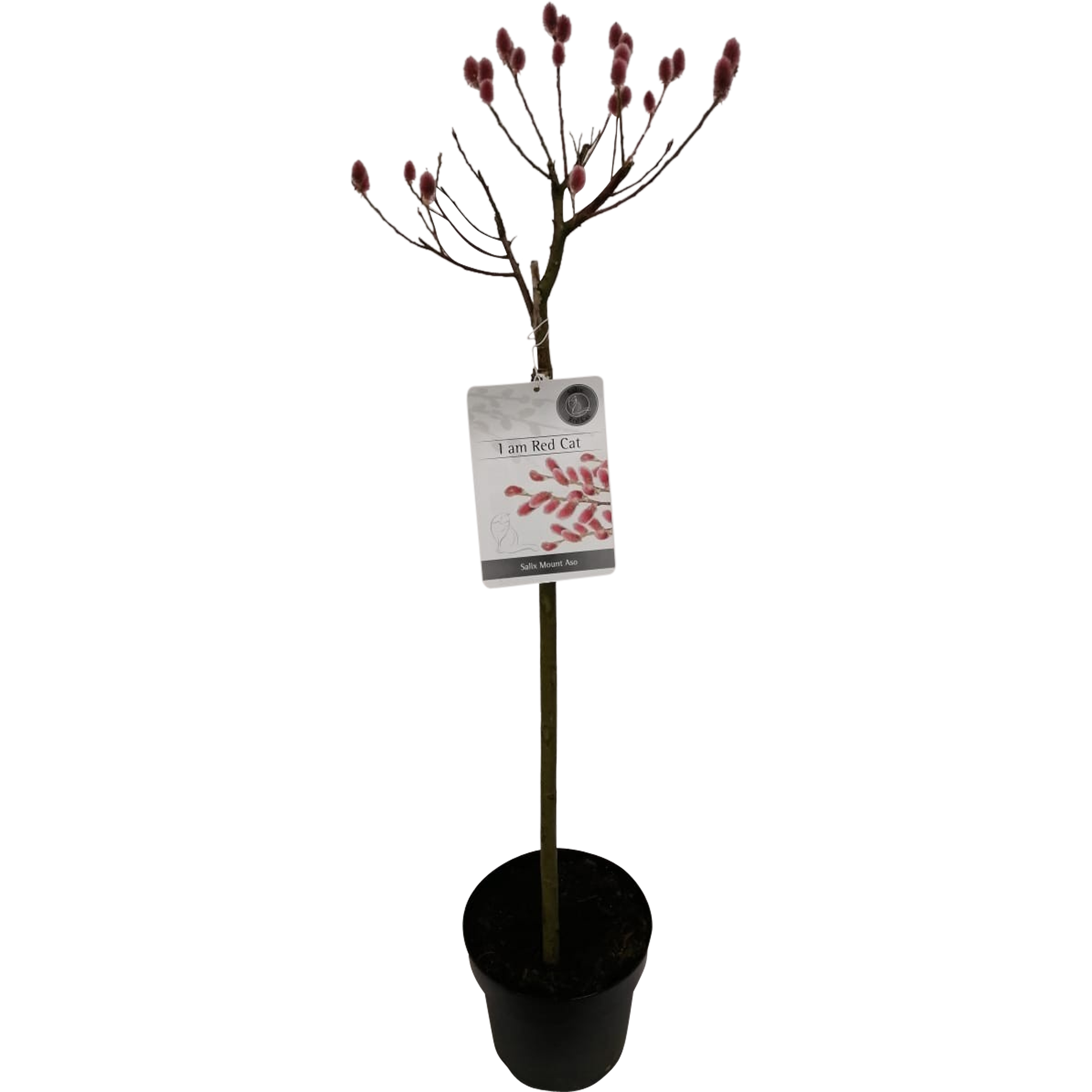 Wierzba japońska 100 cm