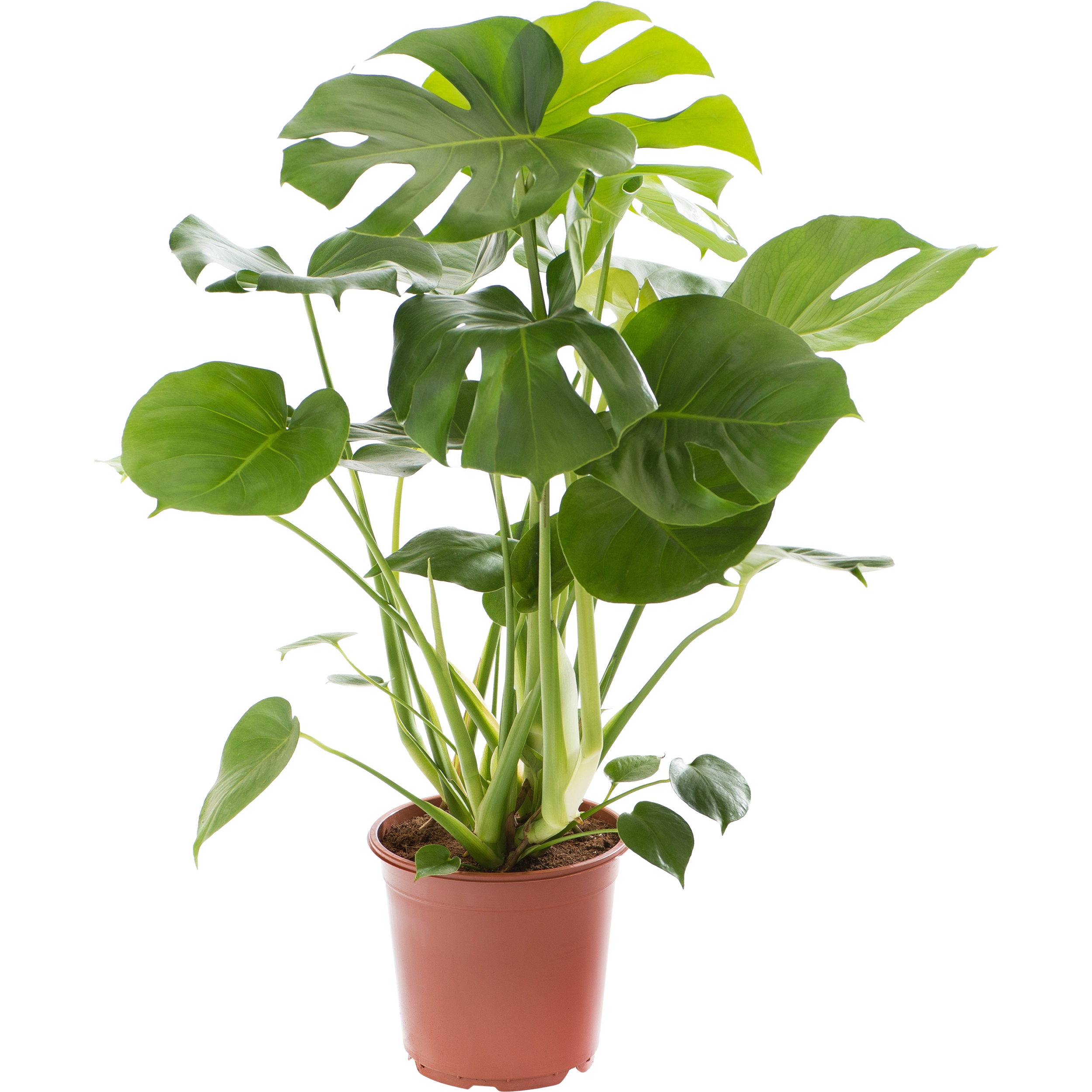 Monstera Deliciosa 70-80 cm