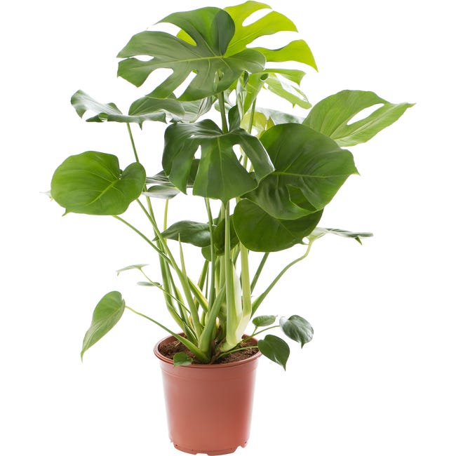 Monstera deliciosa 70 80 cm 95201305