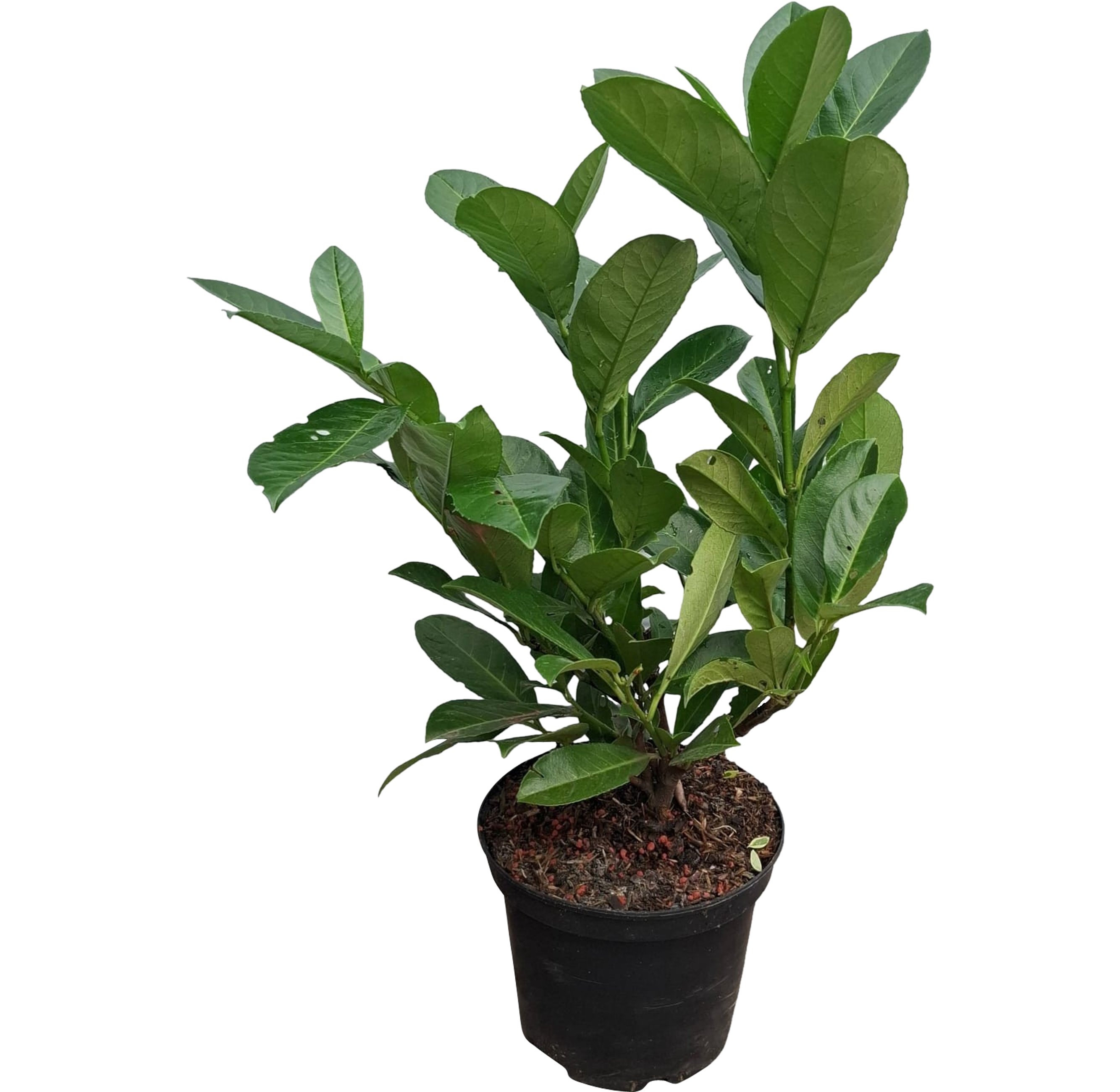 Laurowiśnia Rotundifolia 55-75 cm