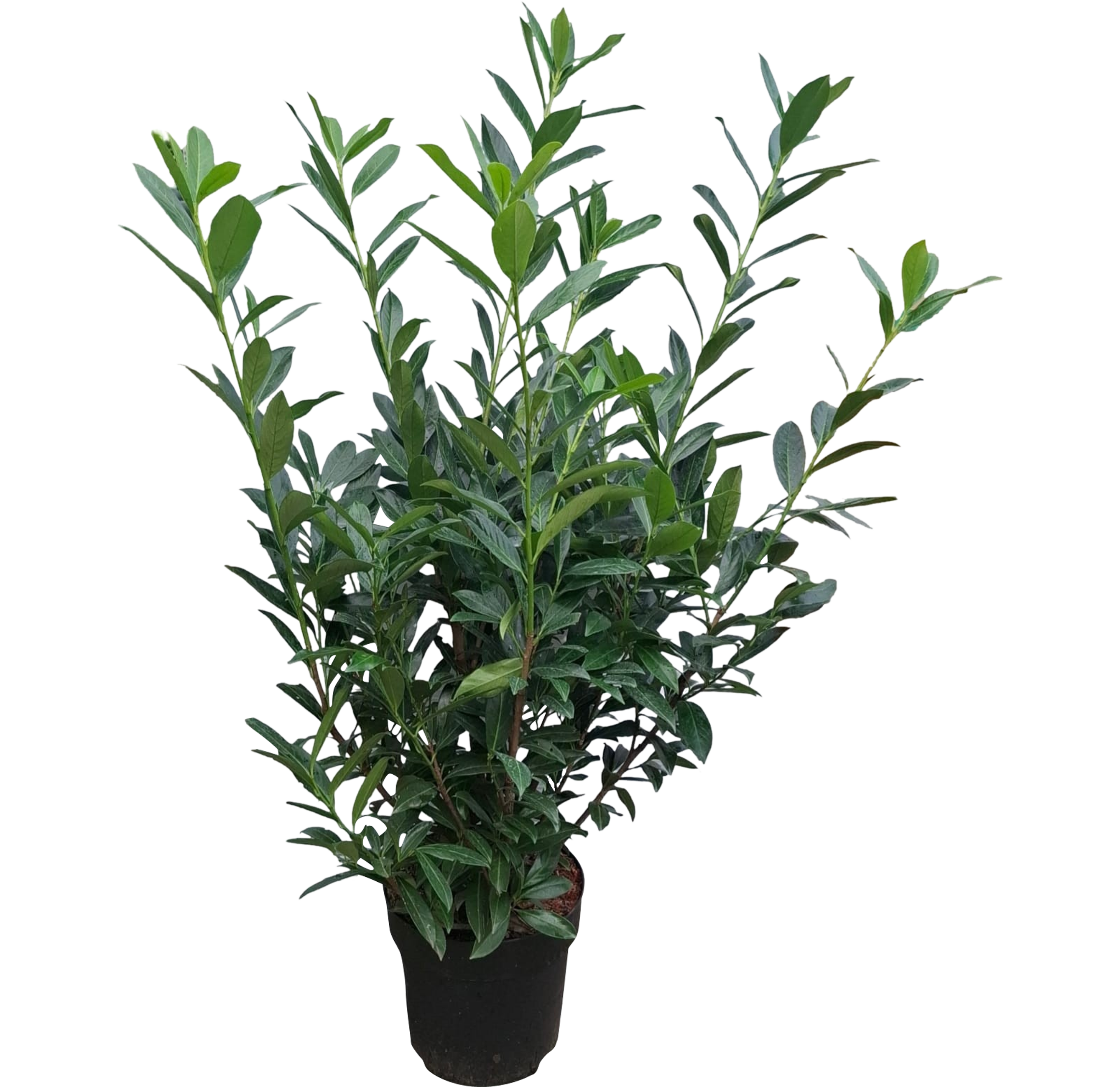 Laurowiśnia Caucasica 140 cm