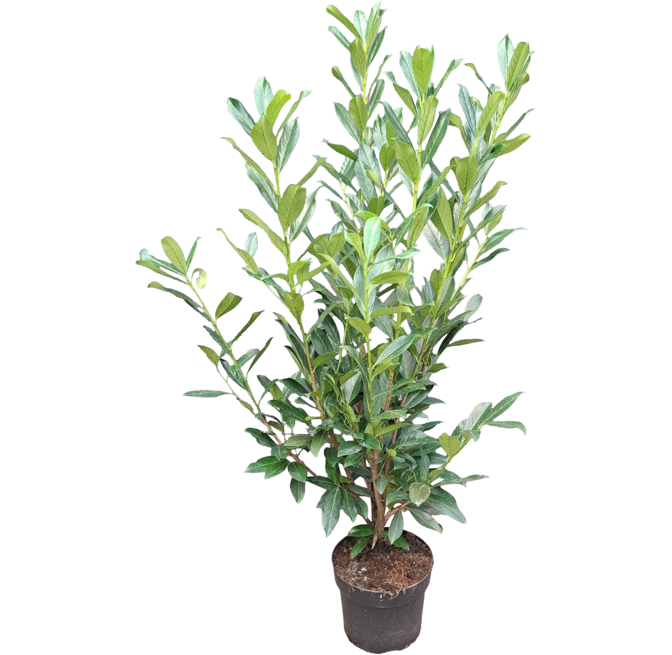Laurowiśnia Caucasica 120 cm