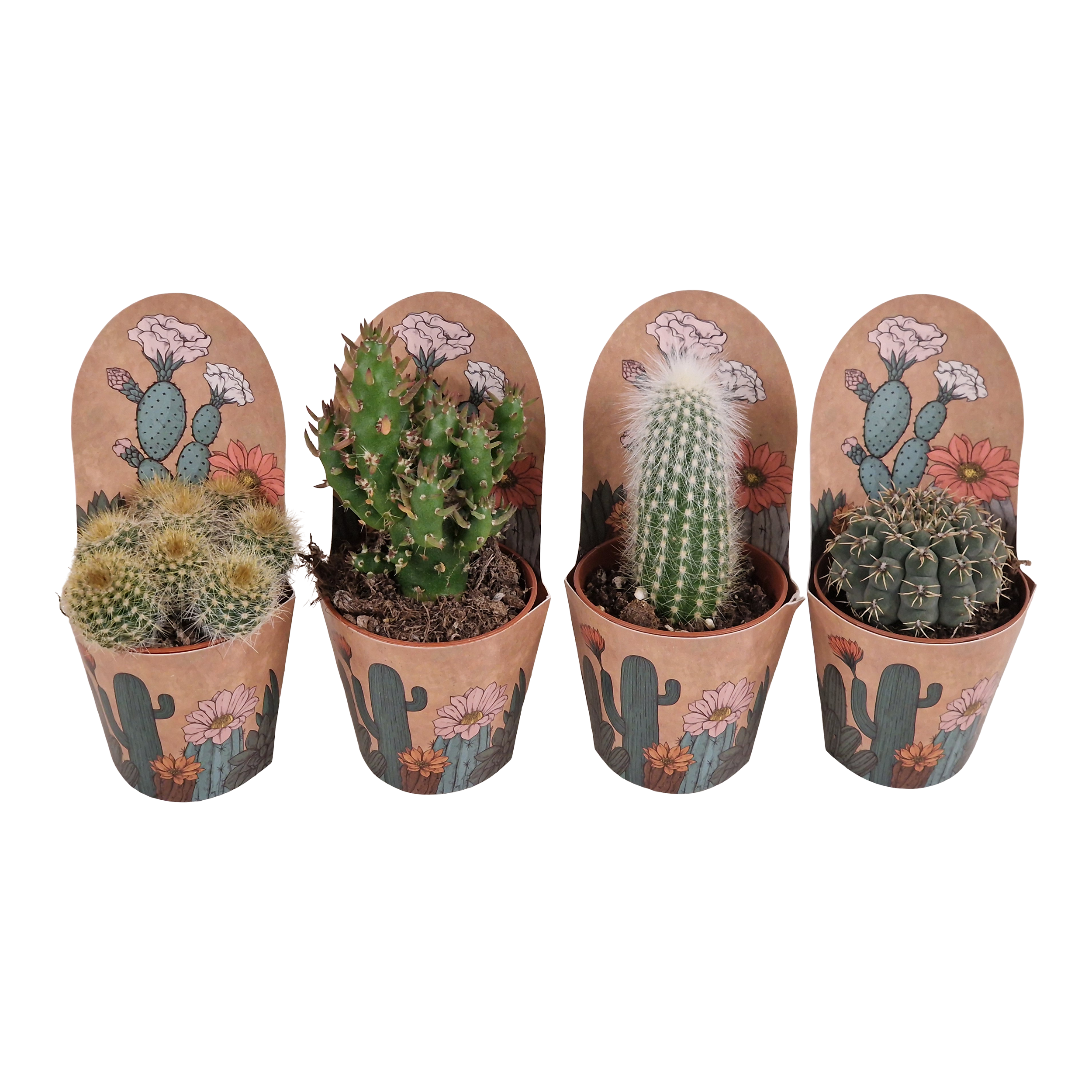 Kaktus mix w osłonce 8 cm - Leroy Merlin