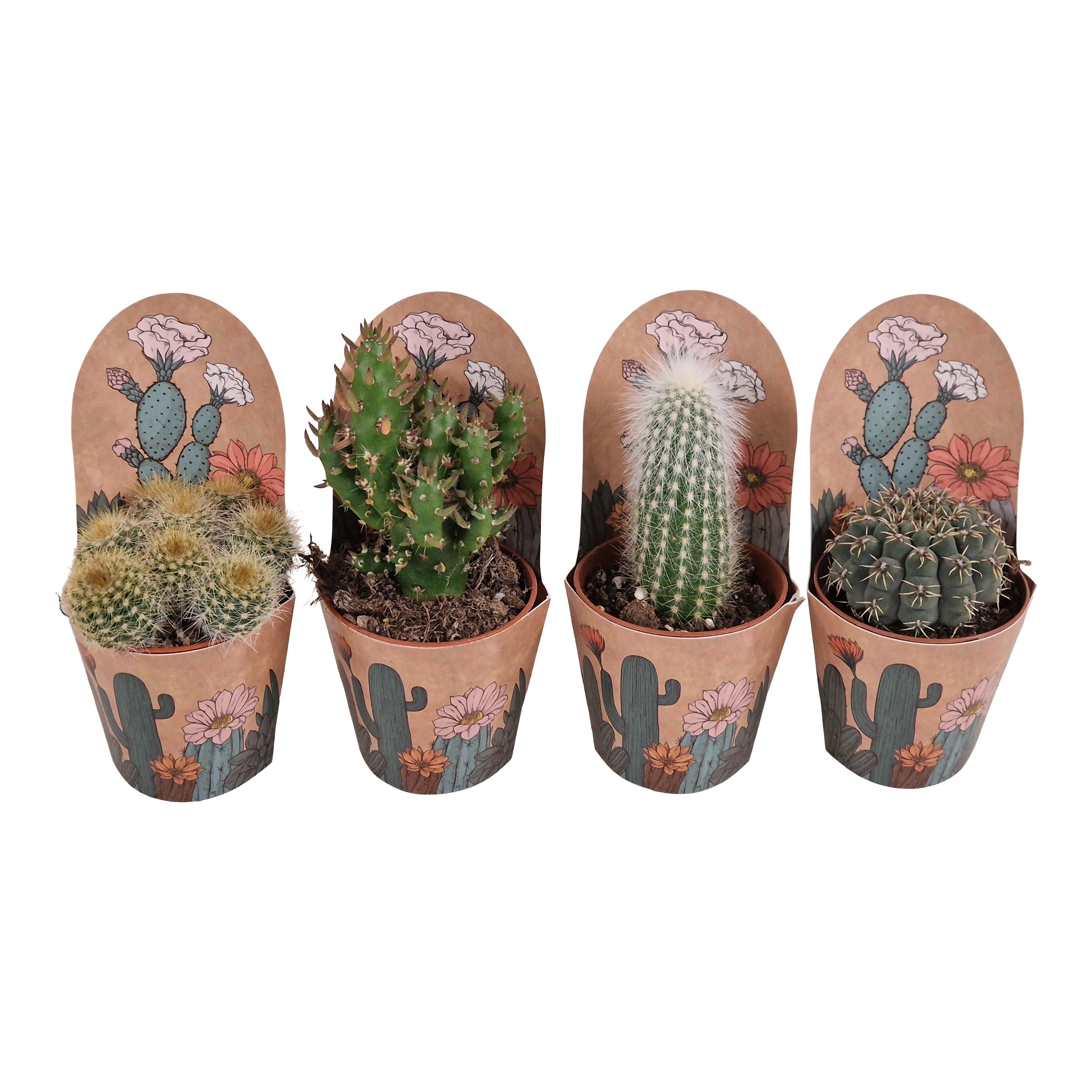 Kaktus mix w osłonce 8 cm - Leroy Merlin