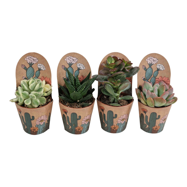 Sukulenty mix w osłonce 8 cm