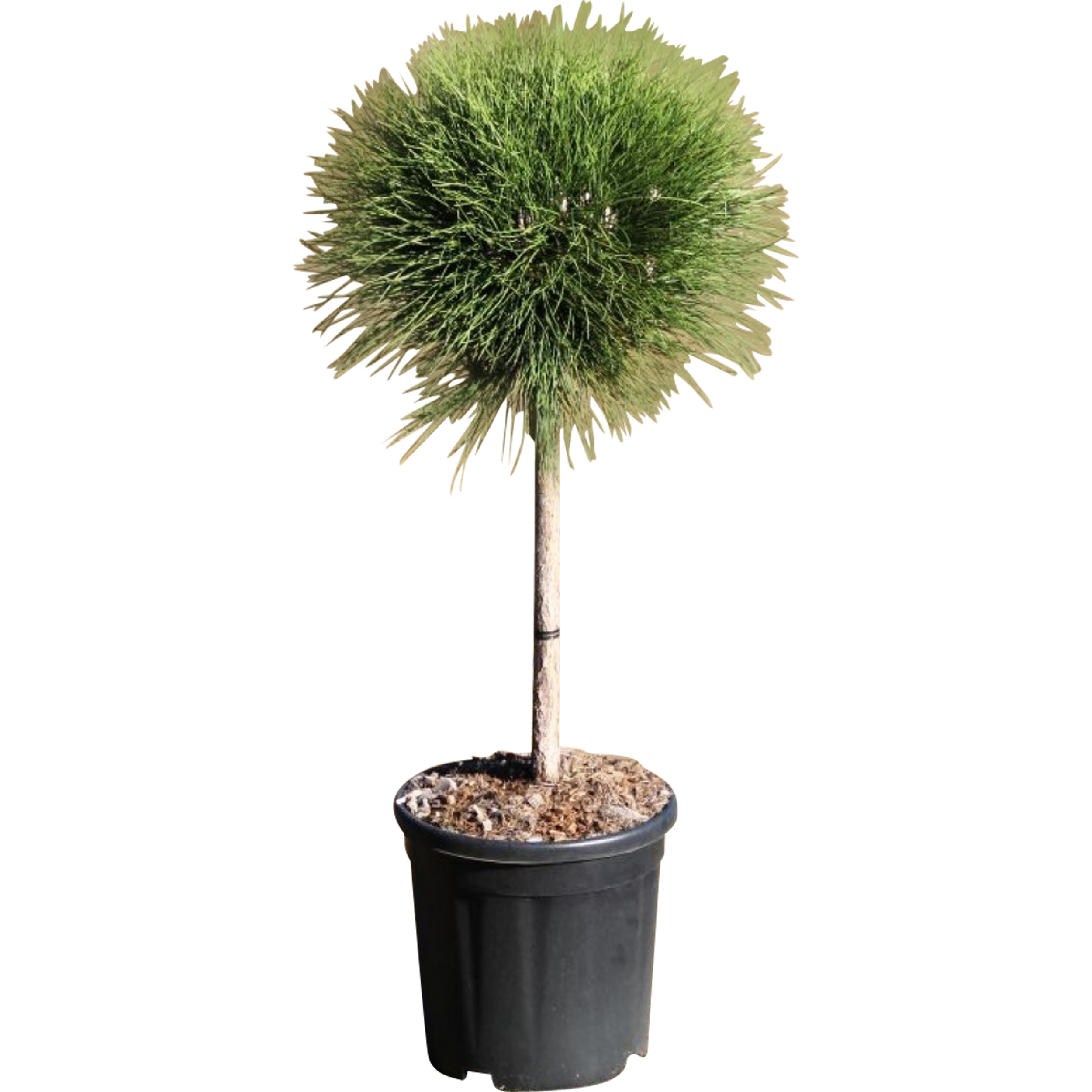 Sosna czarna Summer Breeze 80 cm