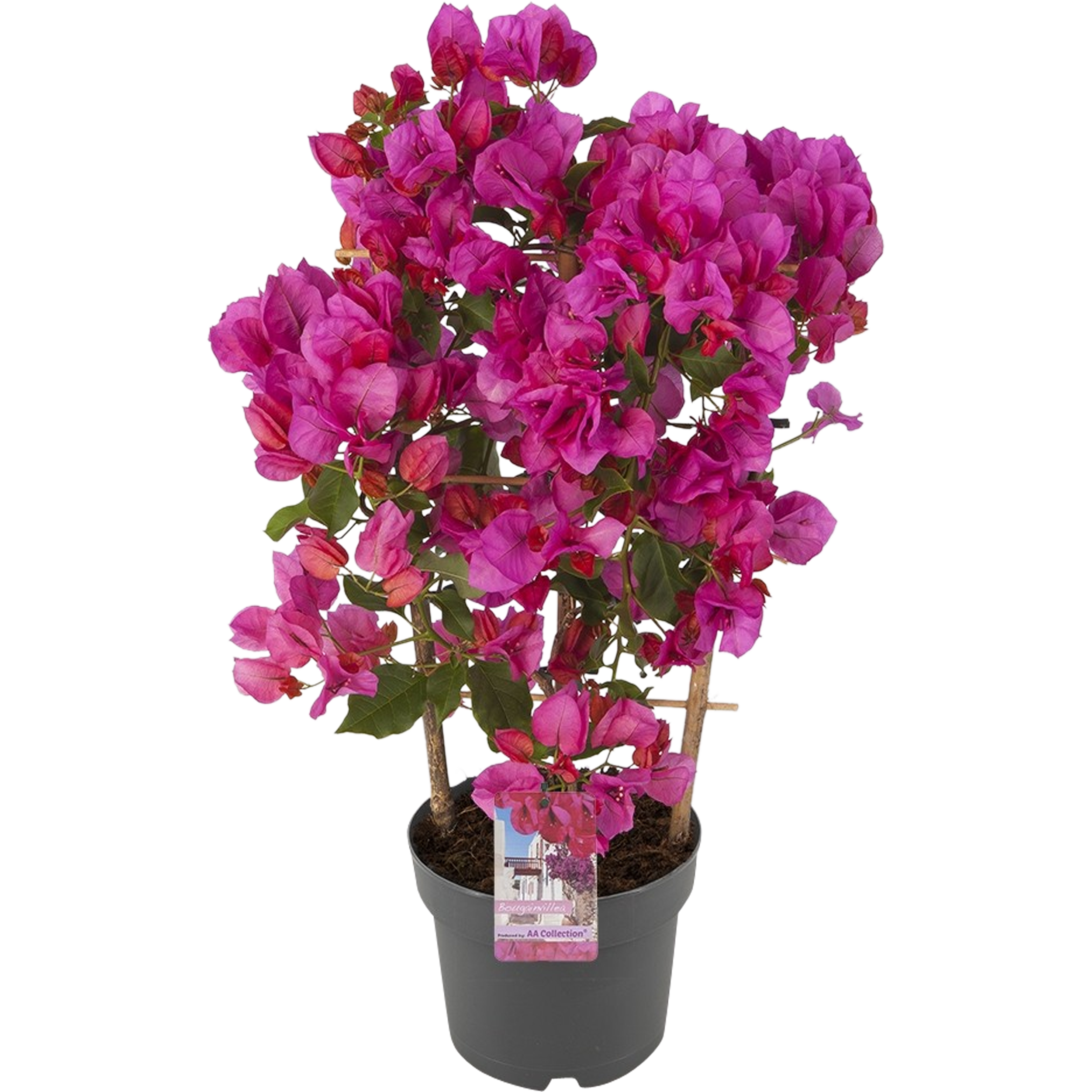 Bugenwilla Sanderiana 55-60 cm