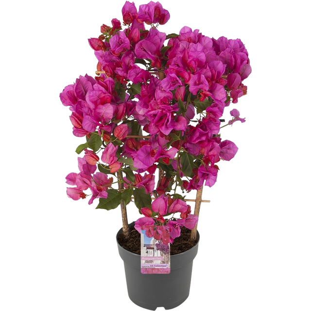 Bugenwilla Sanderiana 55-60 cm