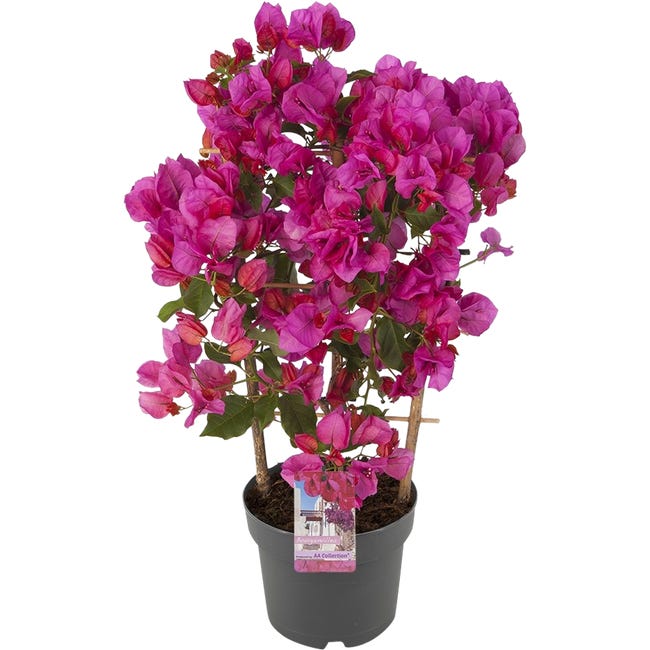 BUGENWILLA SANDERIANA 55-60CM P17 RET 86865888