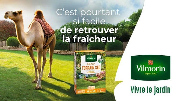 Pour moins d'arrosage, optez pour le gazon terrain sec