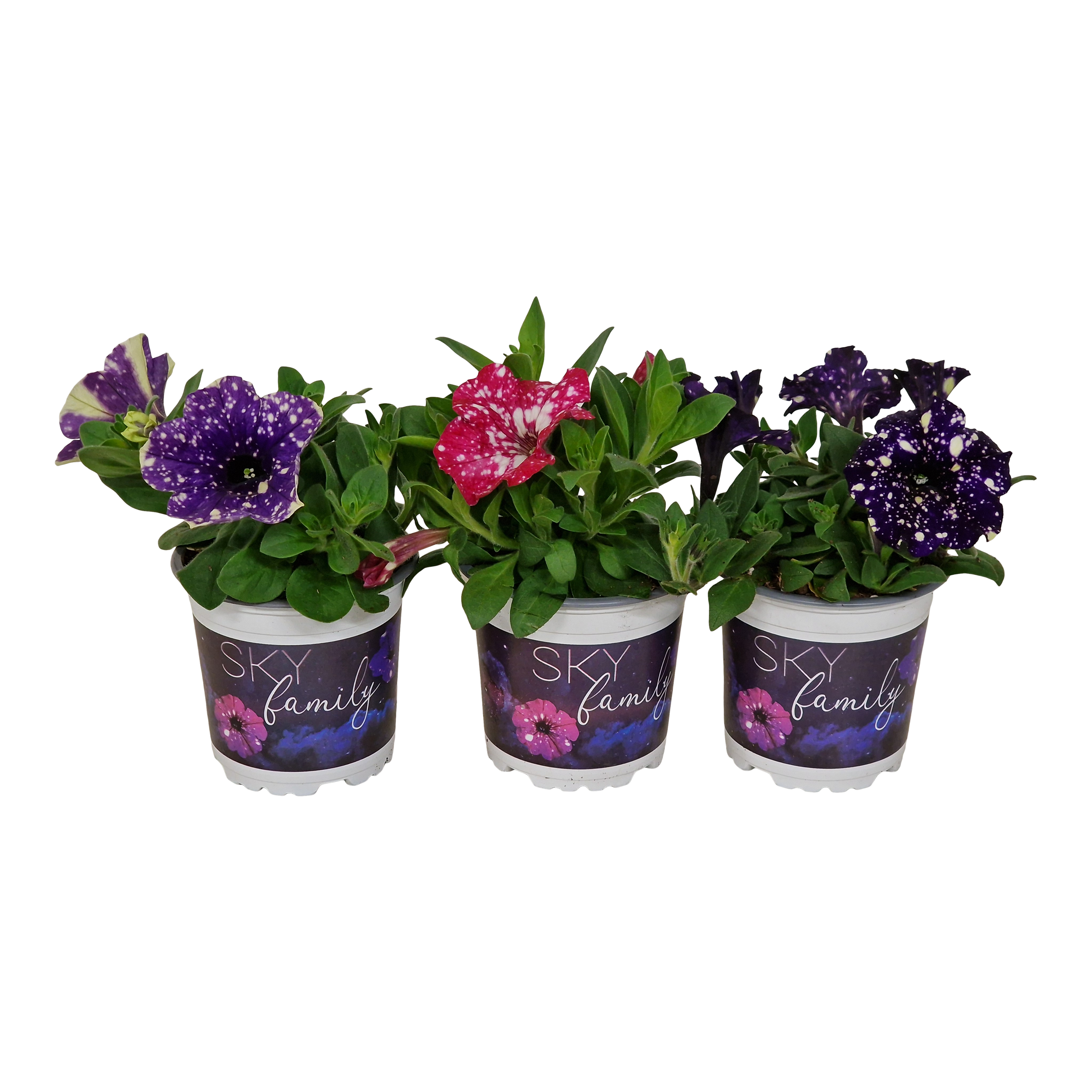 Petunia Specials mix 15 cm