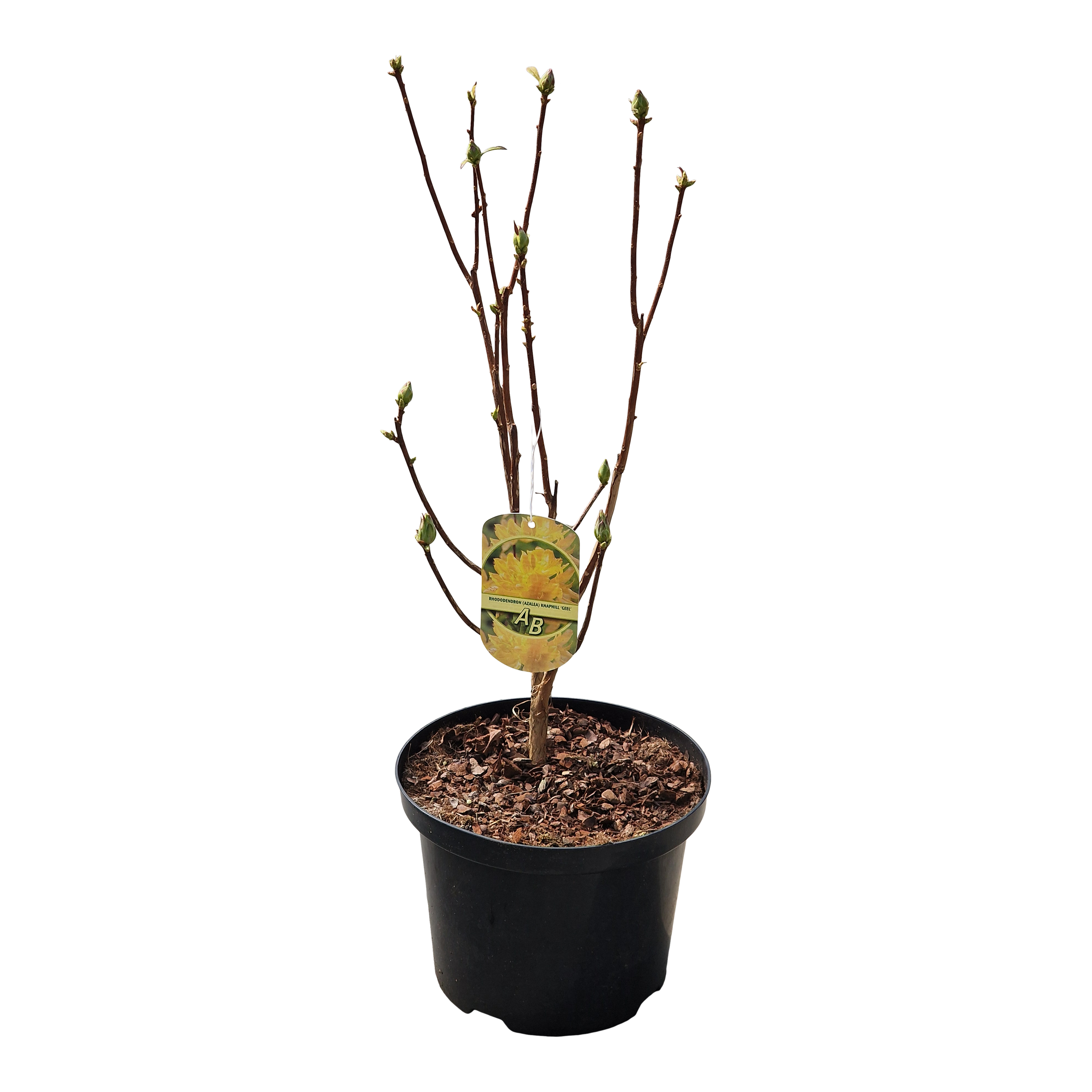 Azalia Mollis mix 45 cm