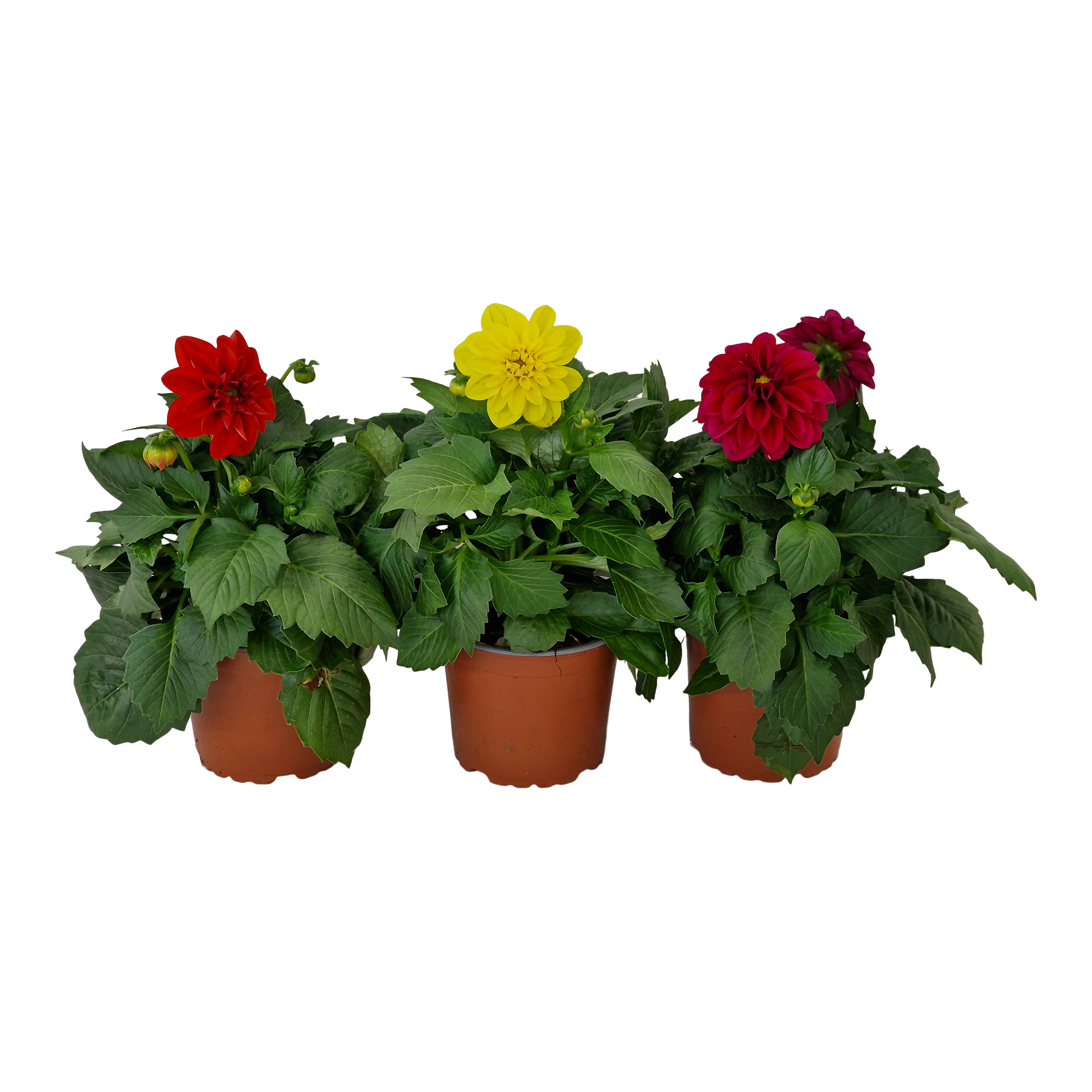 Dalia mix 30 cm
