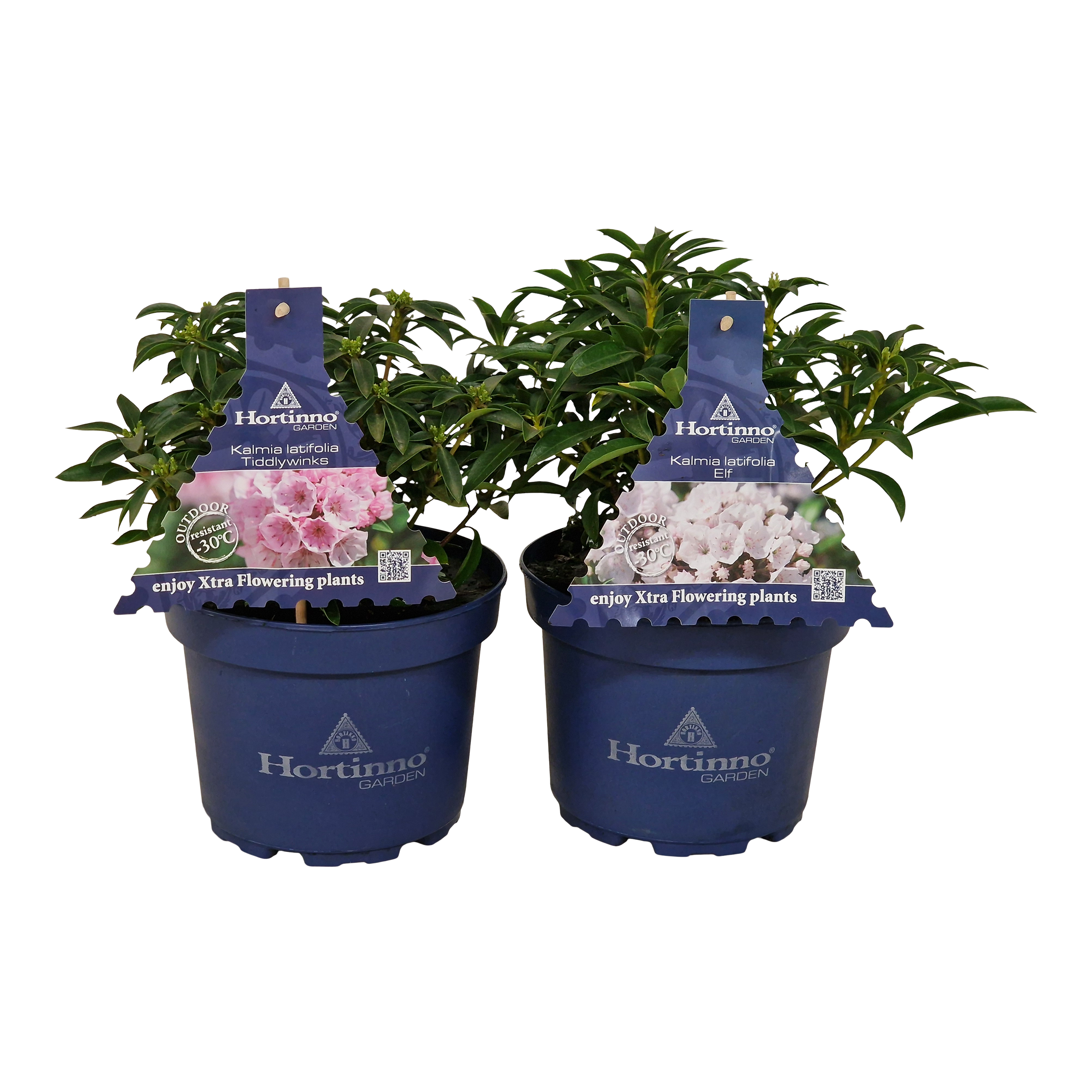 Kalmia Szerokolistna 40 cm