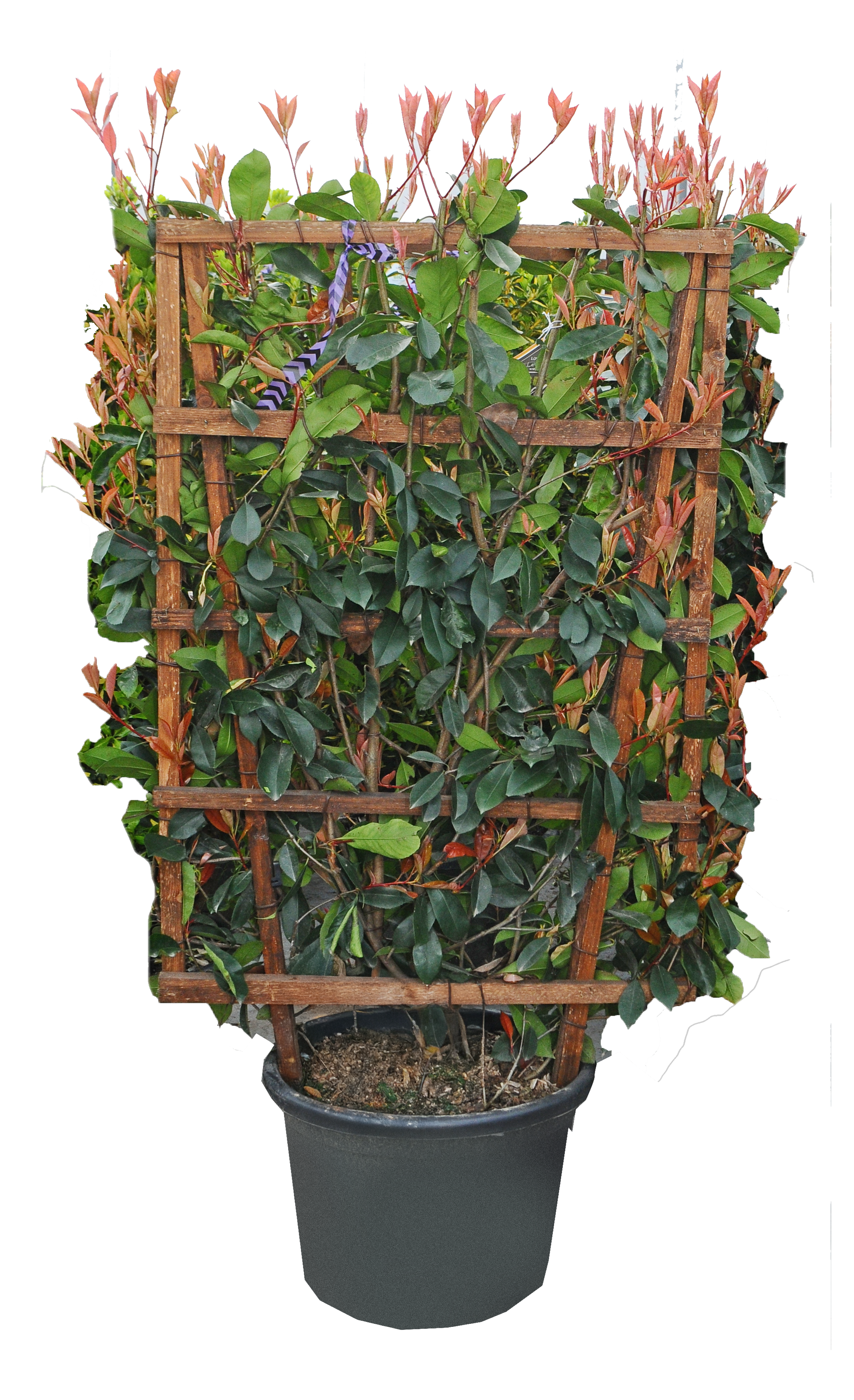 Głogownik z panelem 150-160 cm
