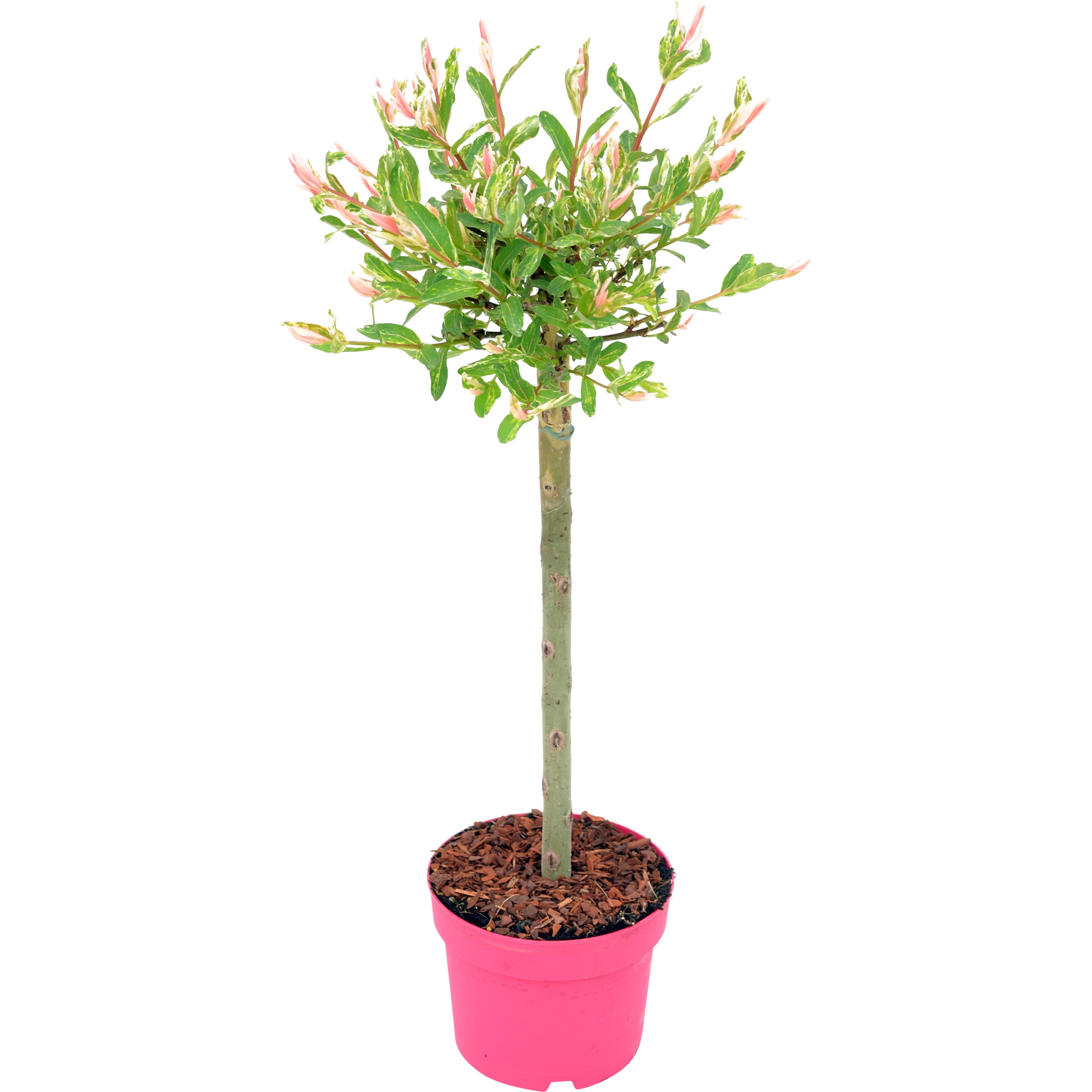 Wierzba Flamingo 80-90 cm