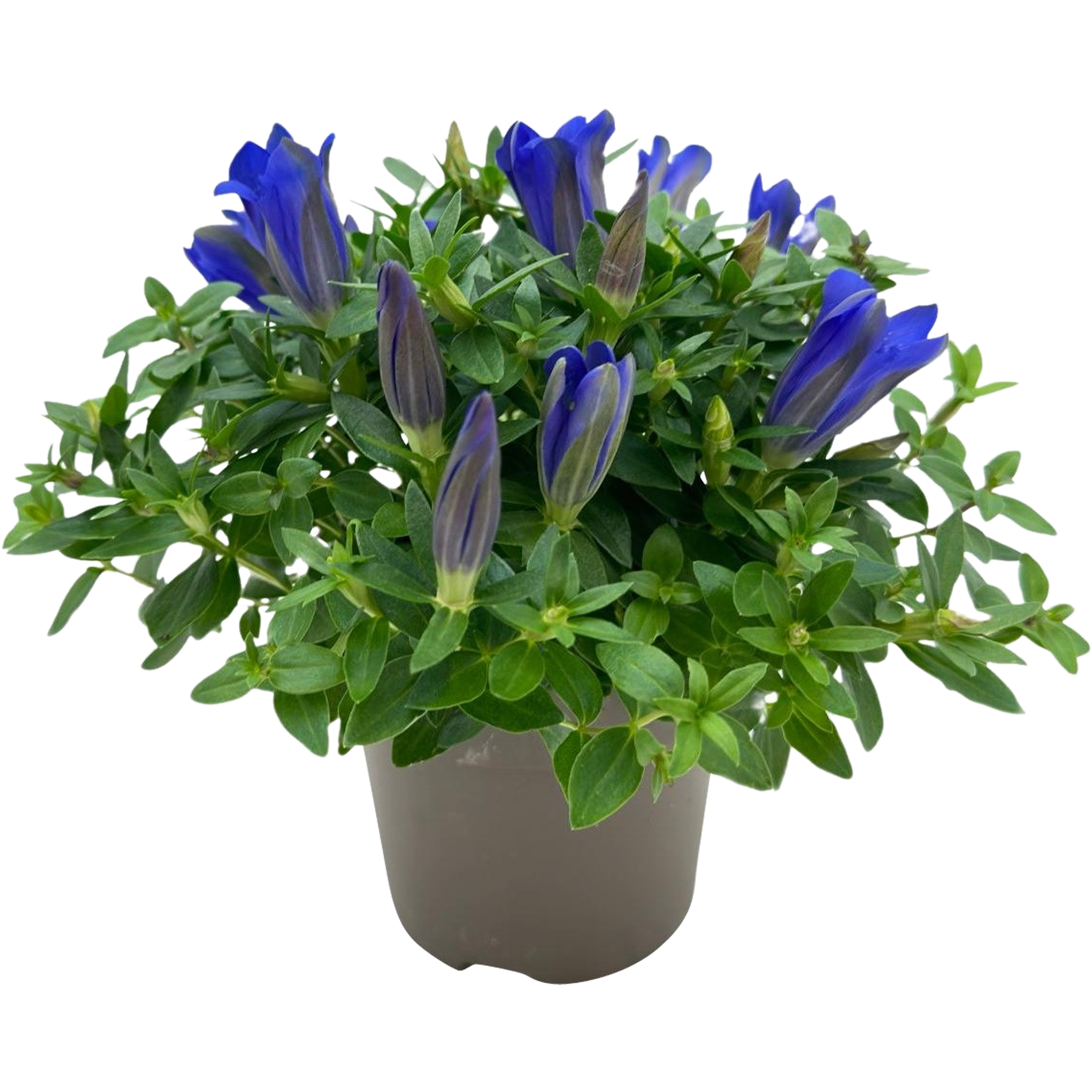 Goryczka Gentiana 10-15 cm
