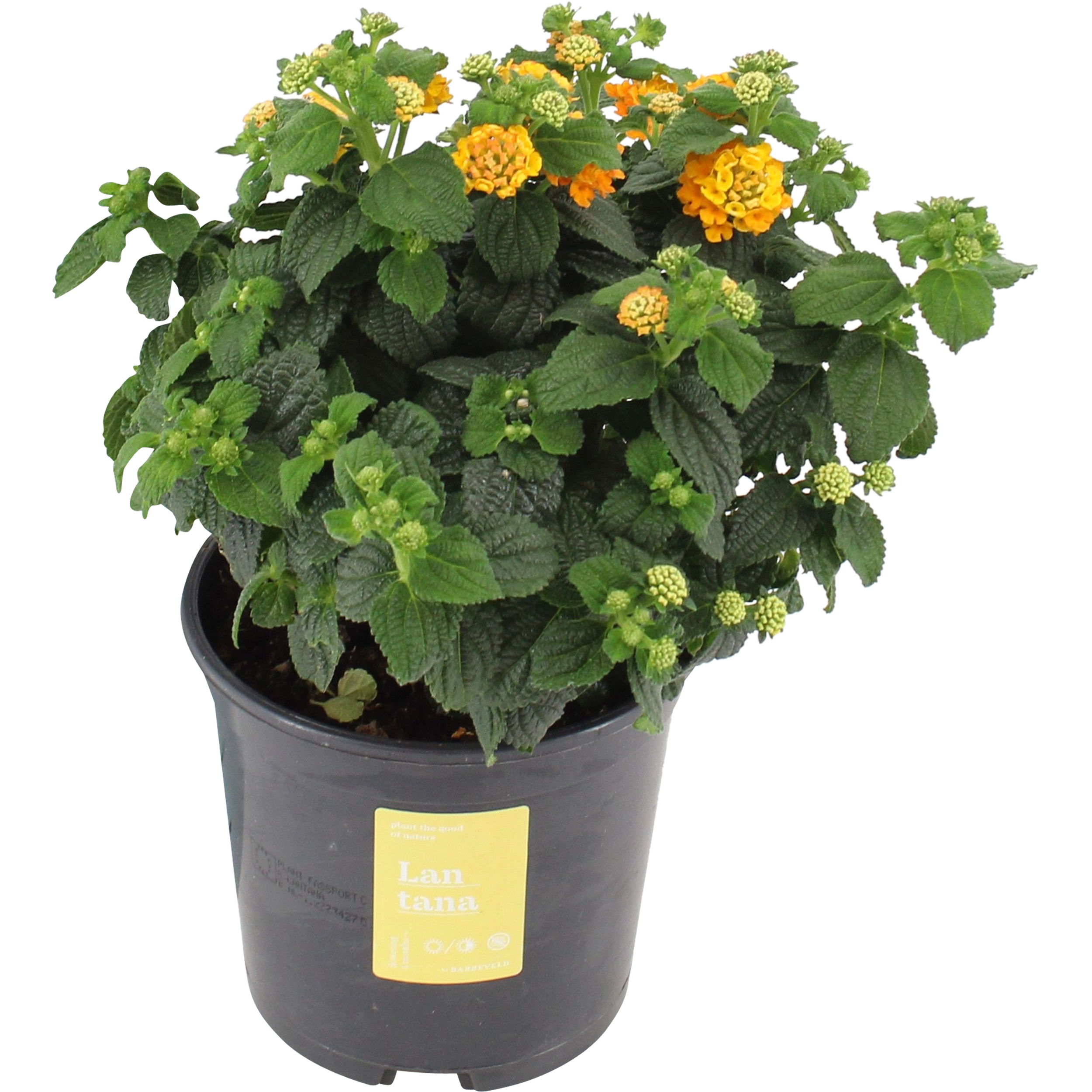 Lantana Oker 30 cm