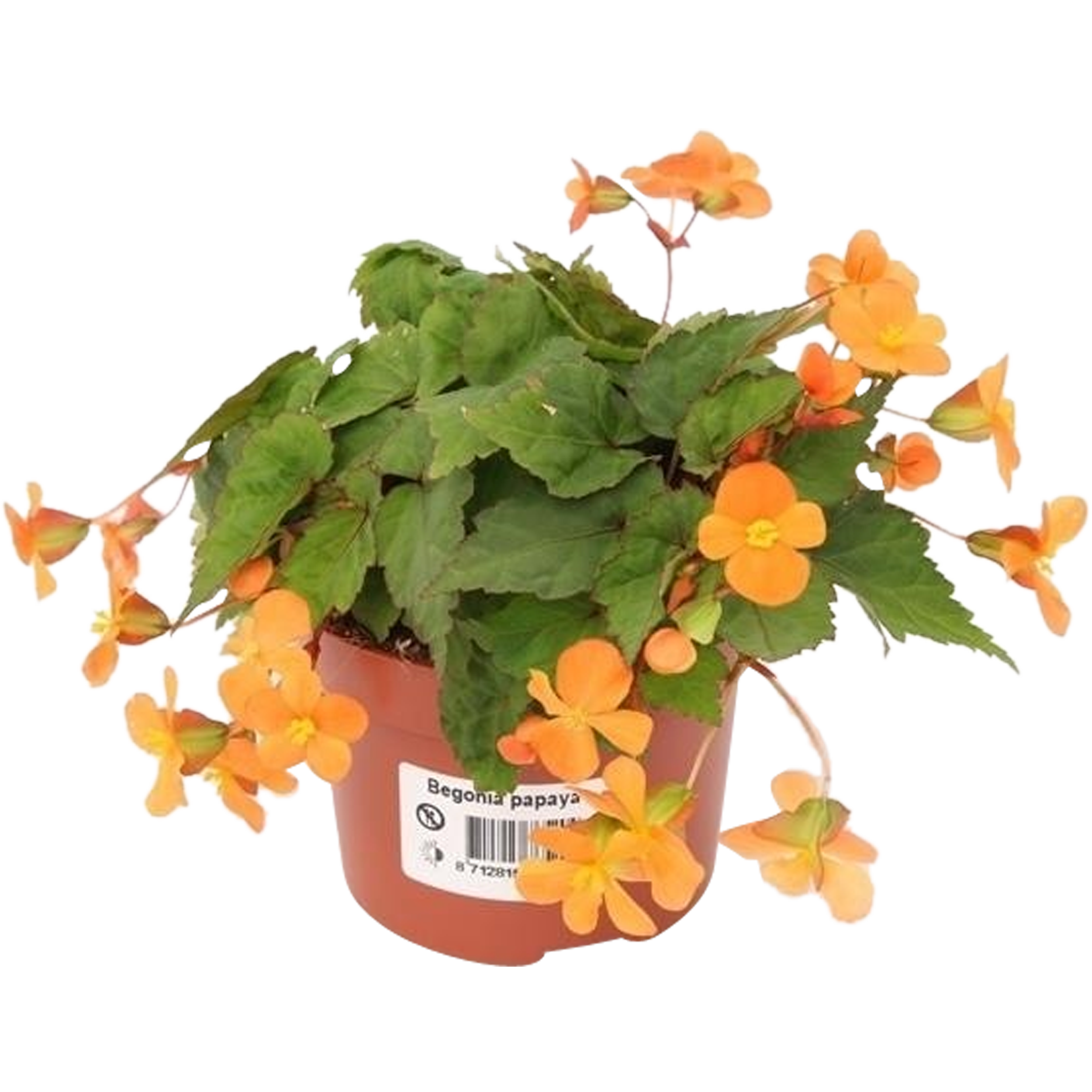 Begonia Papaya 20 cm