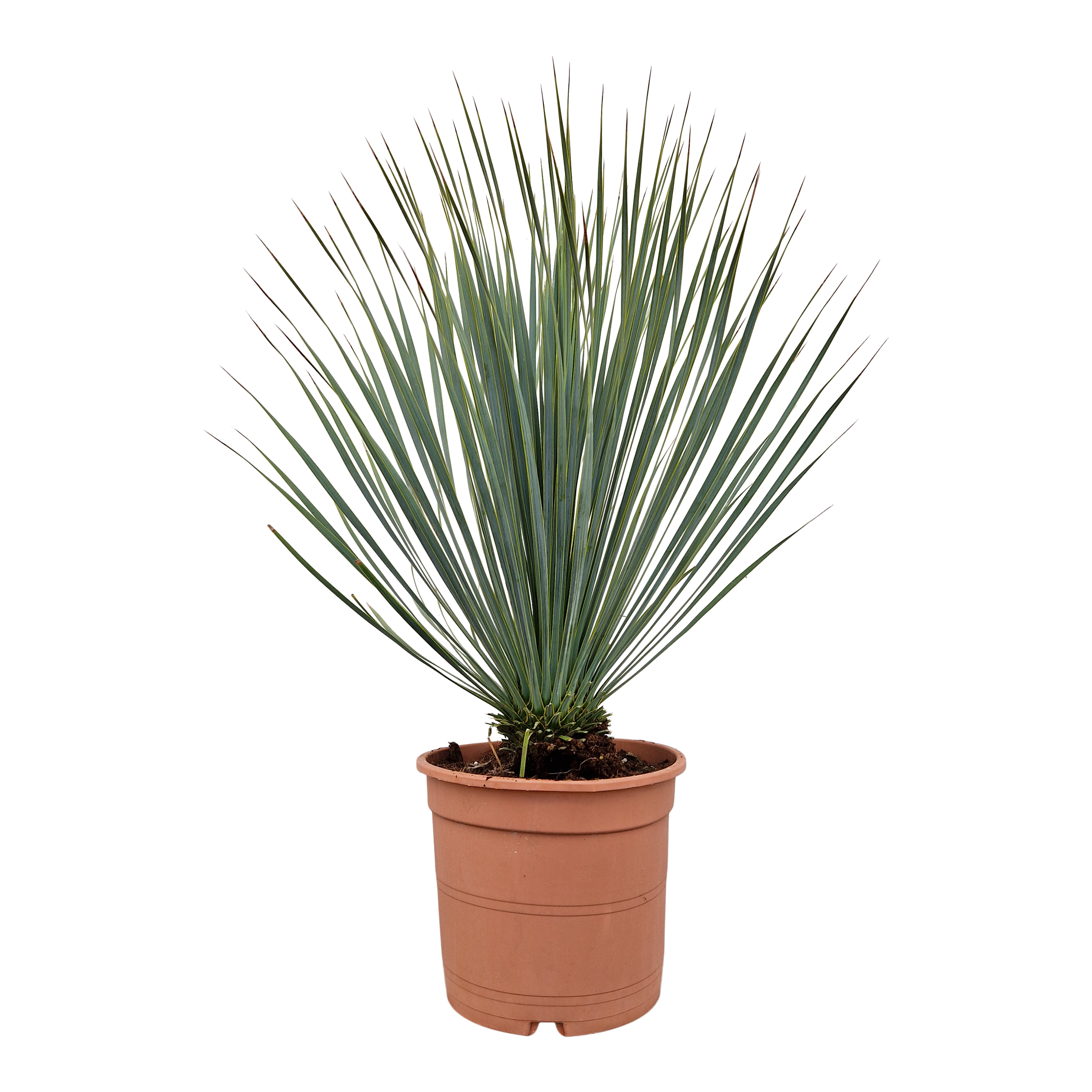 Juka Rostrata 50-55 cm