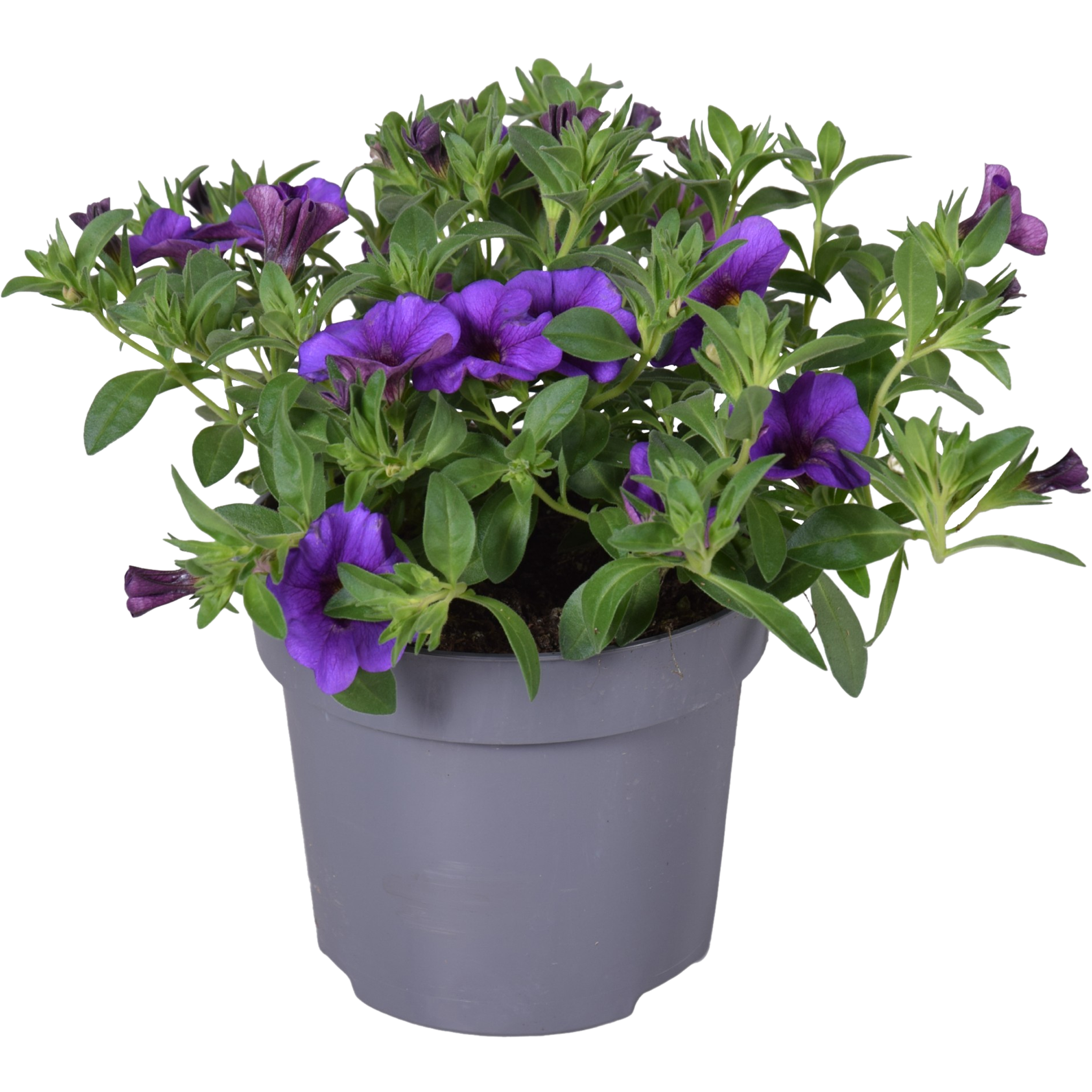 Calibrachoa mix 22-25 cm