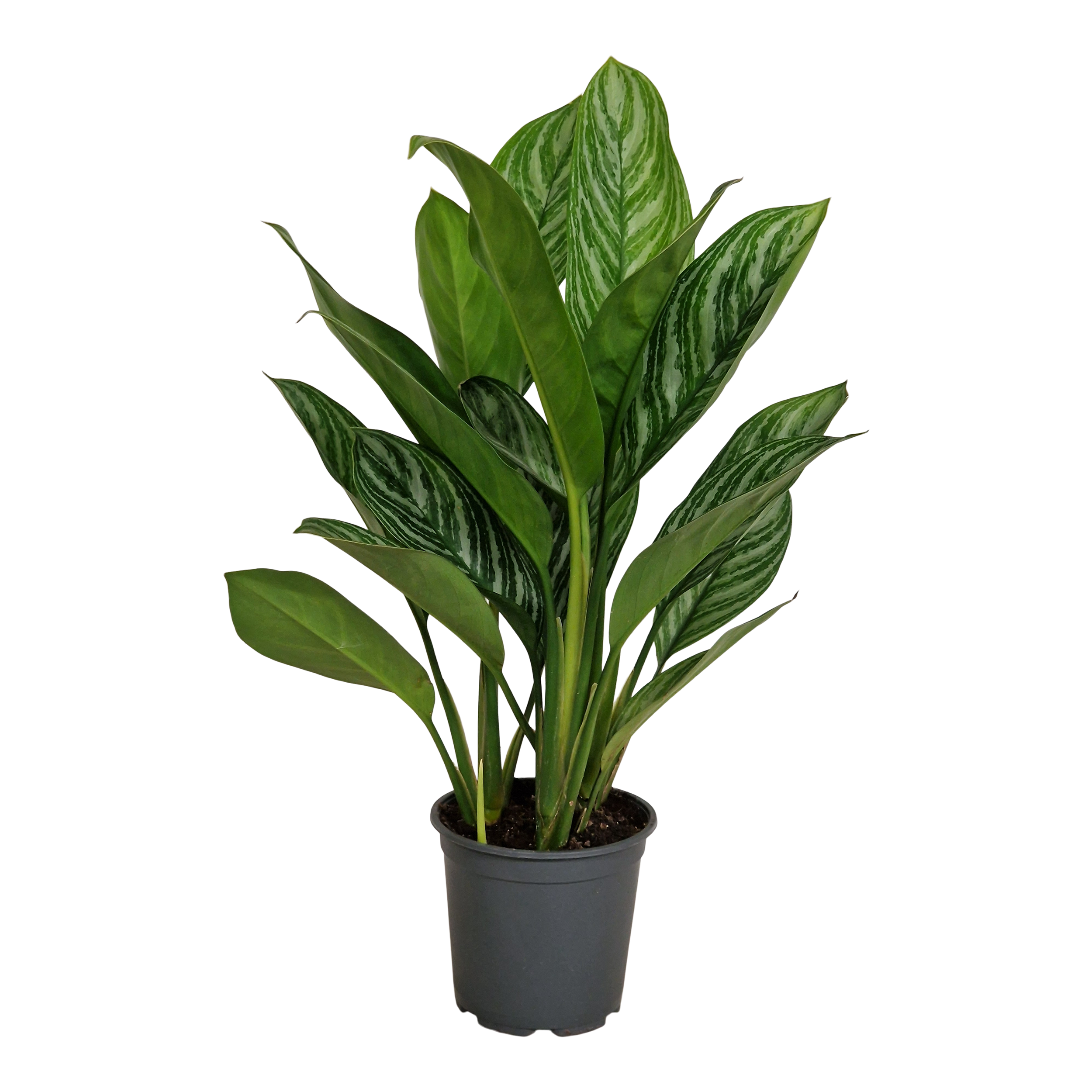 Aglaonema Stripes 55 cm