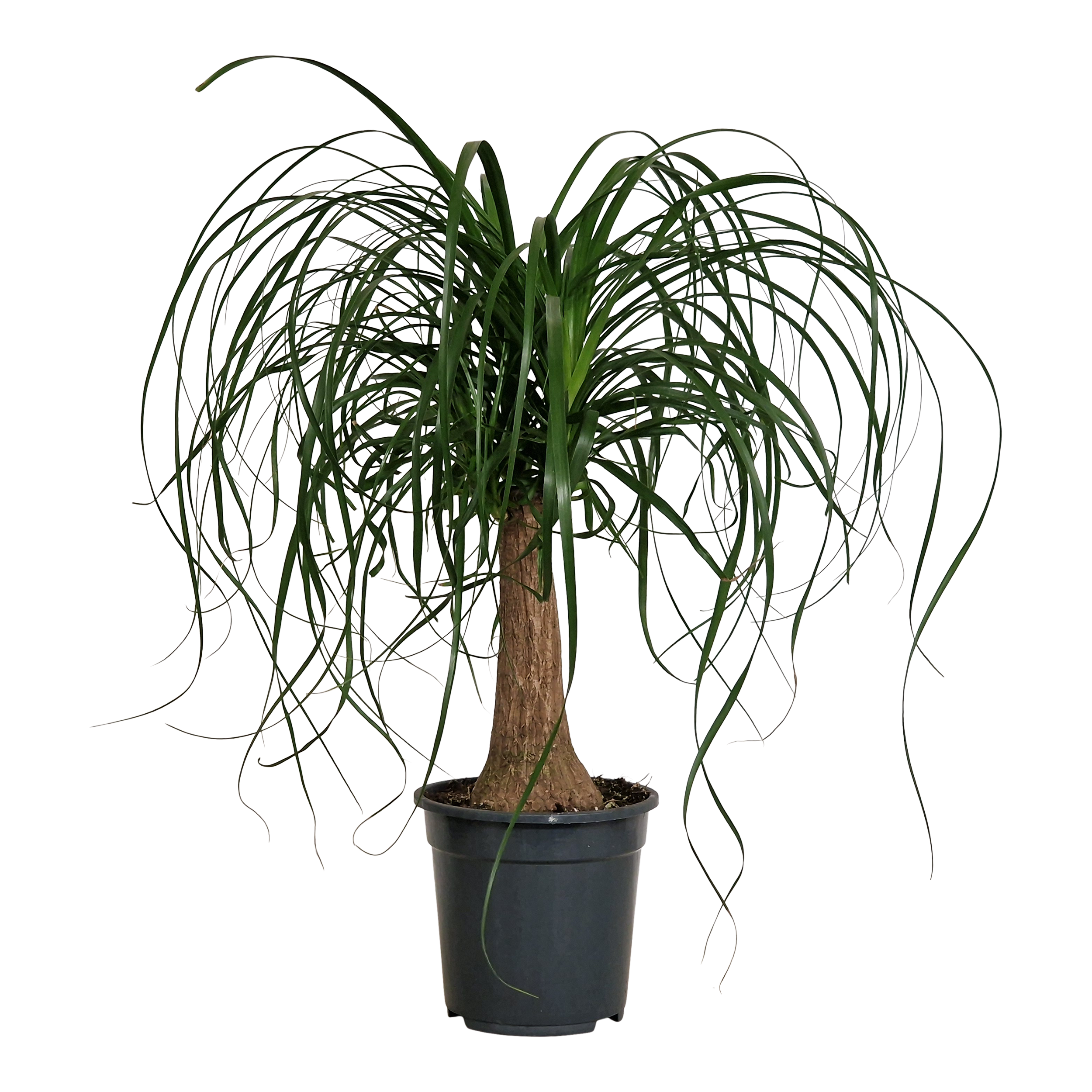 Nolina płożąca 60 cm