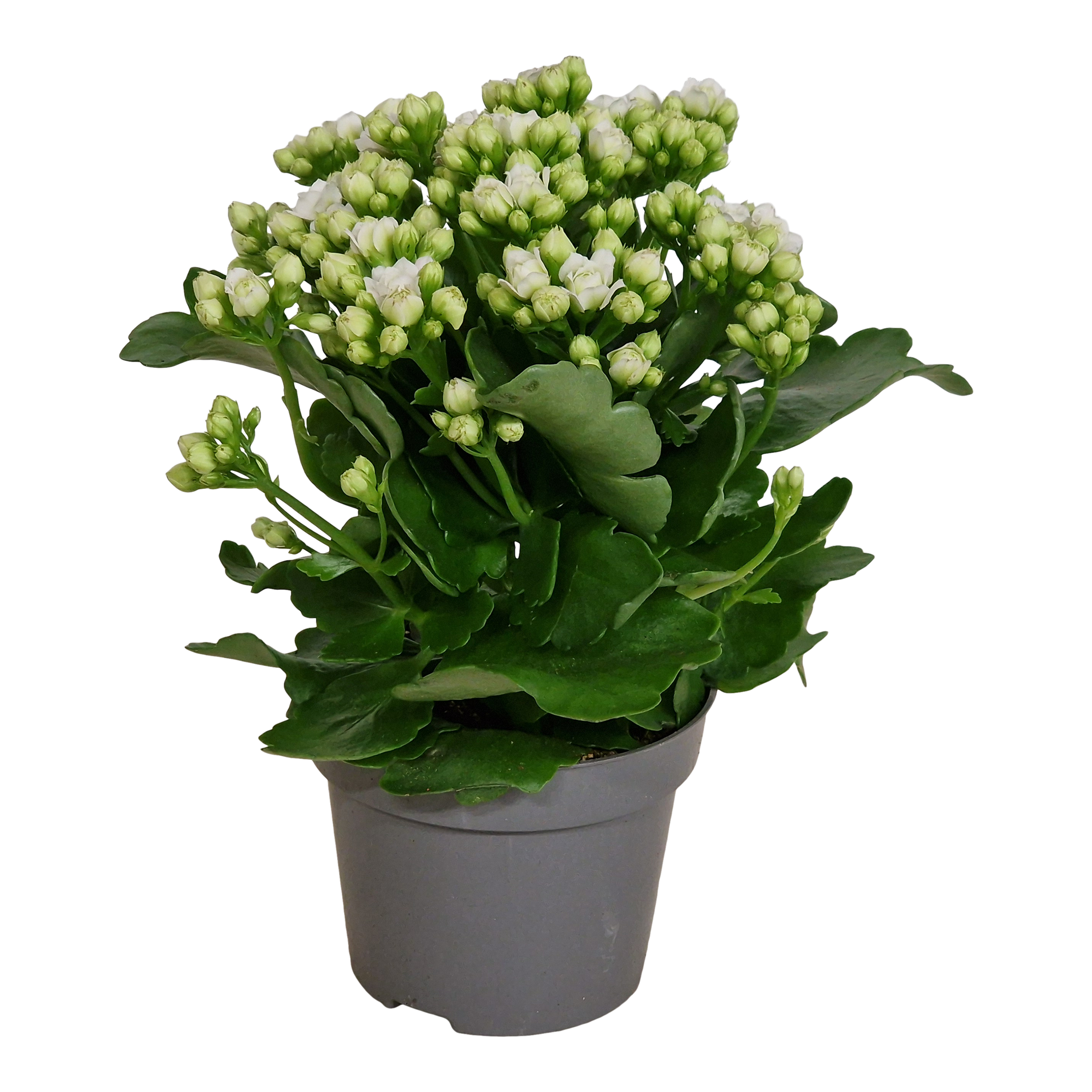 Kalanchoe Cecilie White 26 cm