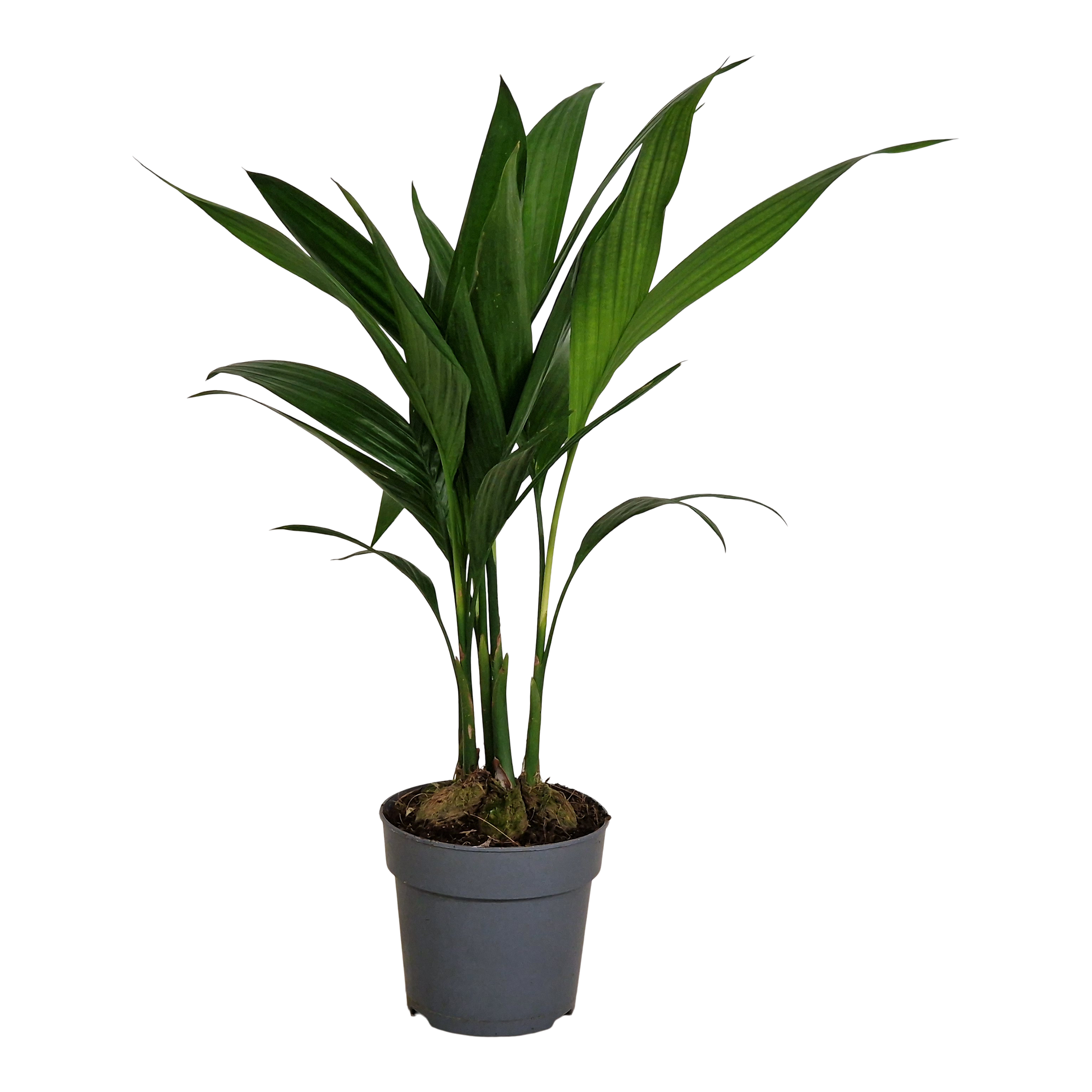Palma Areka Catechu 50 cm
