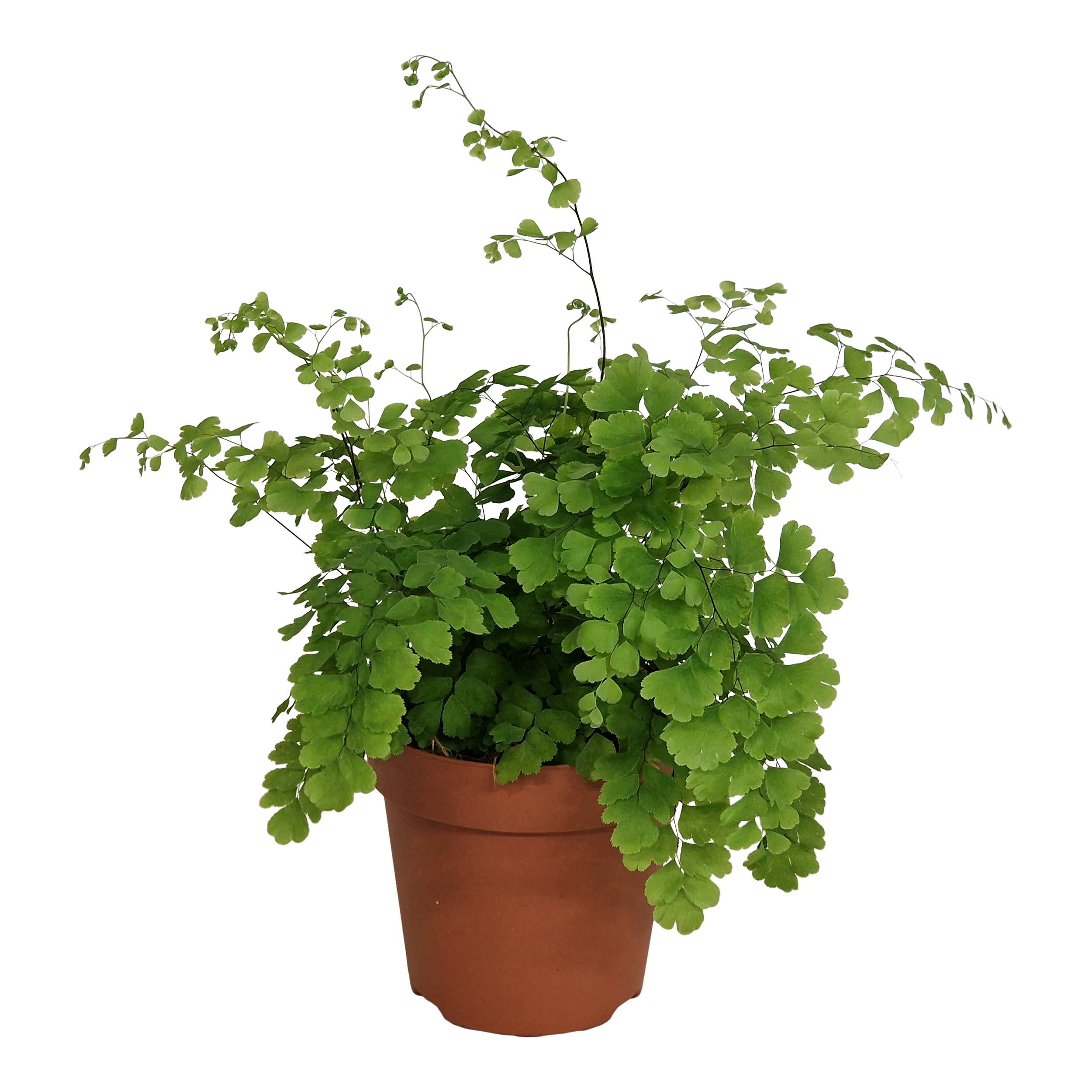 Adiantum Fragrans 35 cm