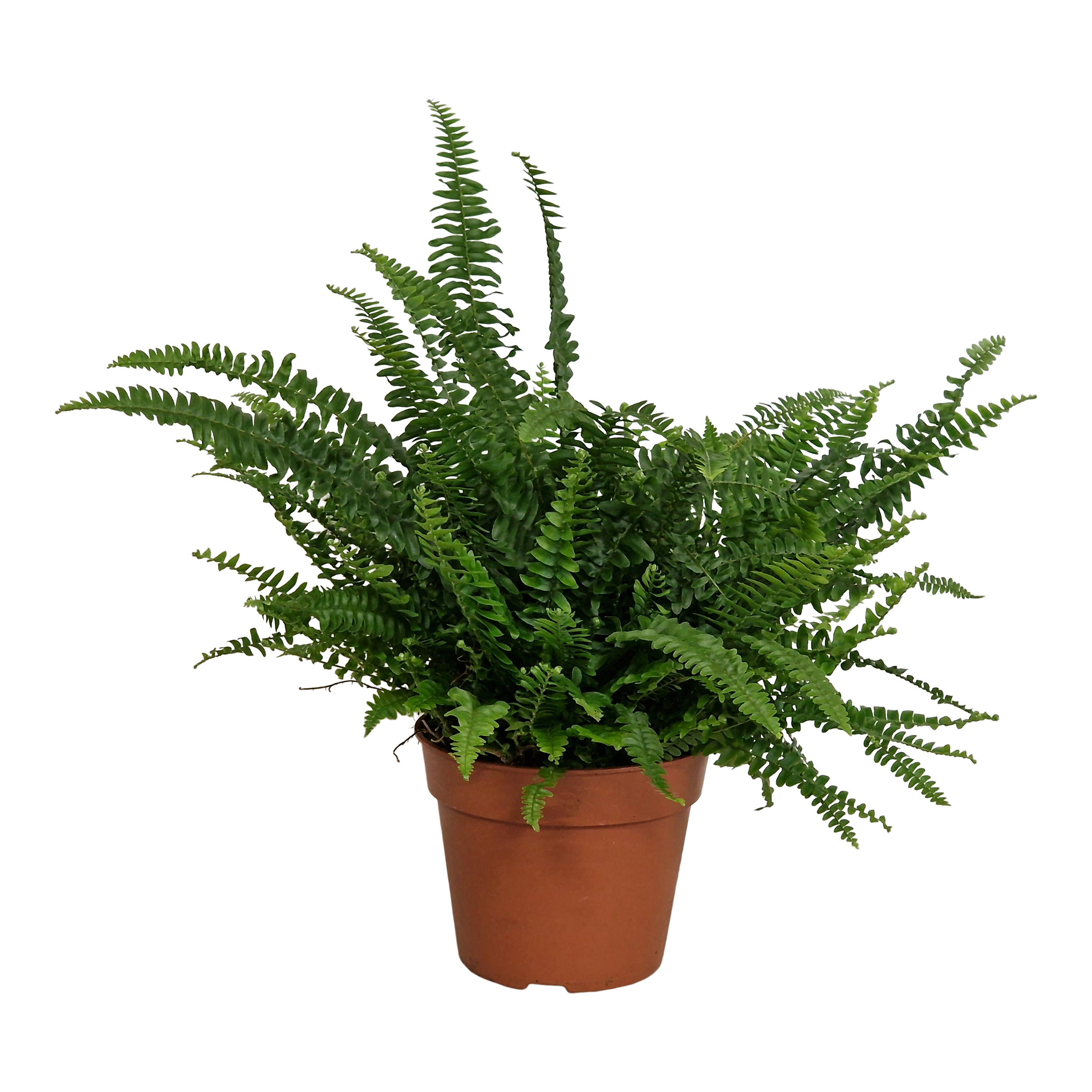 Nefrolepis Green Lady 45 cm