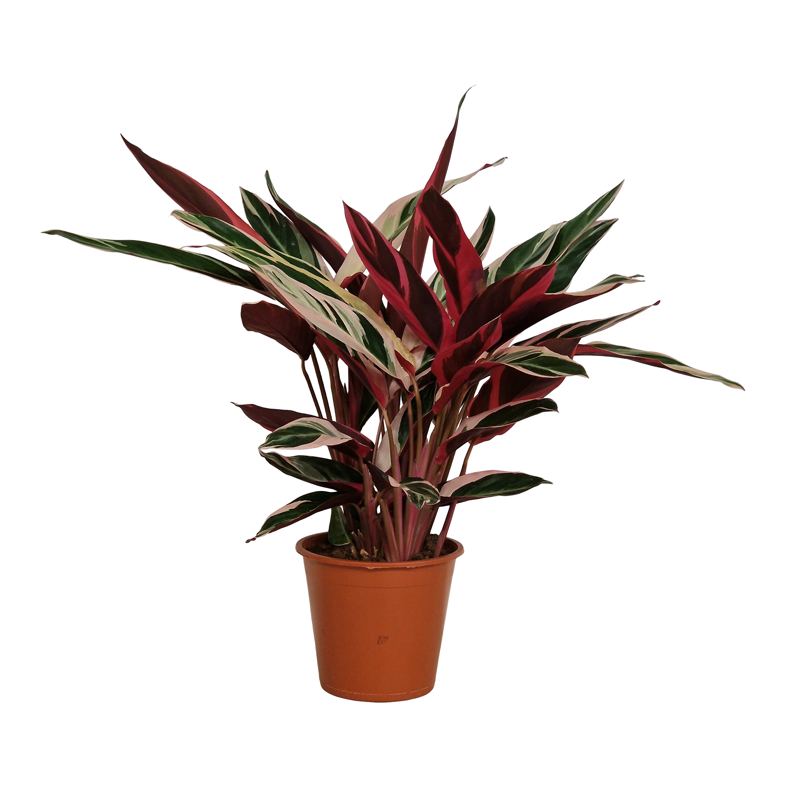 Kalatea Triostar 75 cm