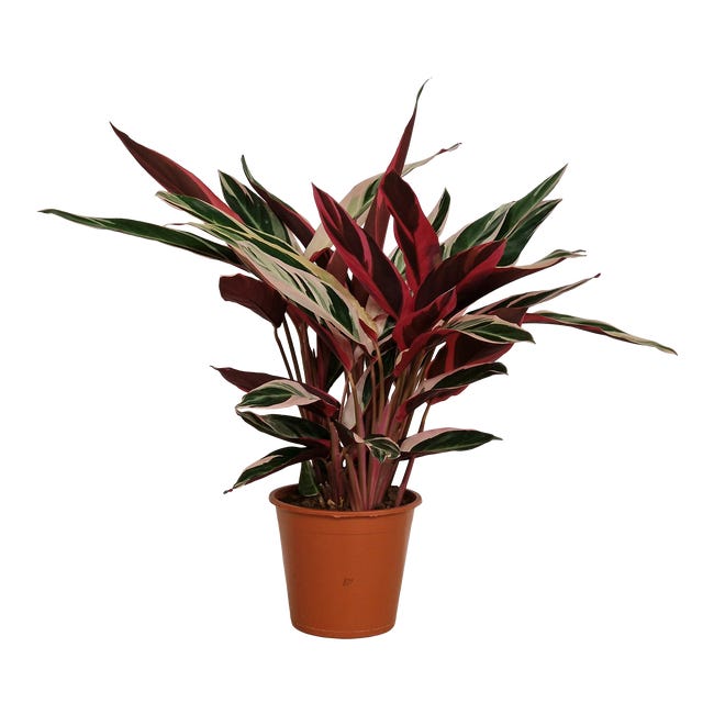 Kalatea triostar 75 cm 95491194