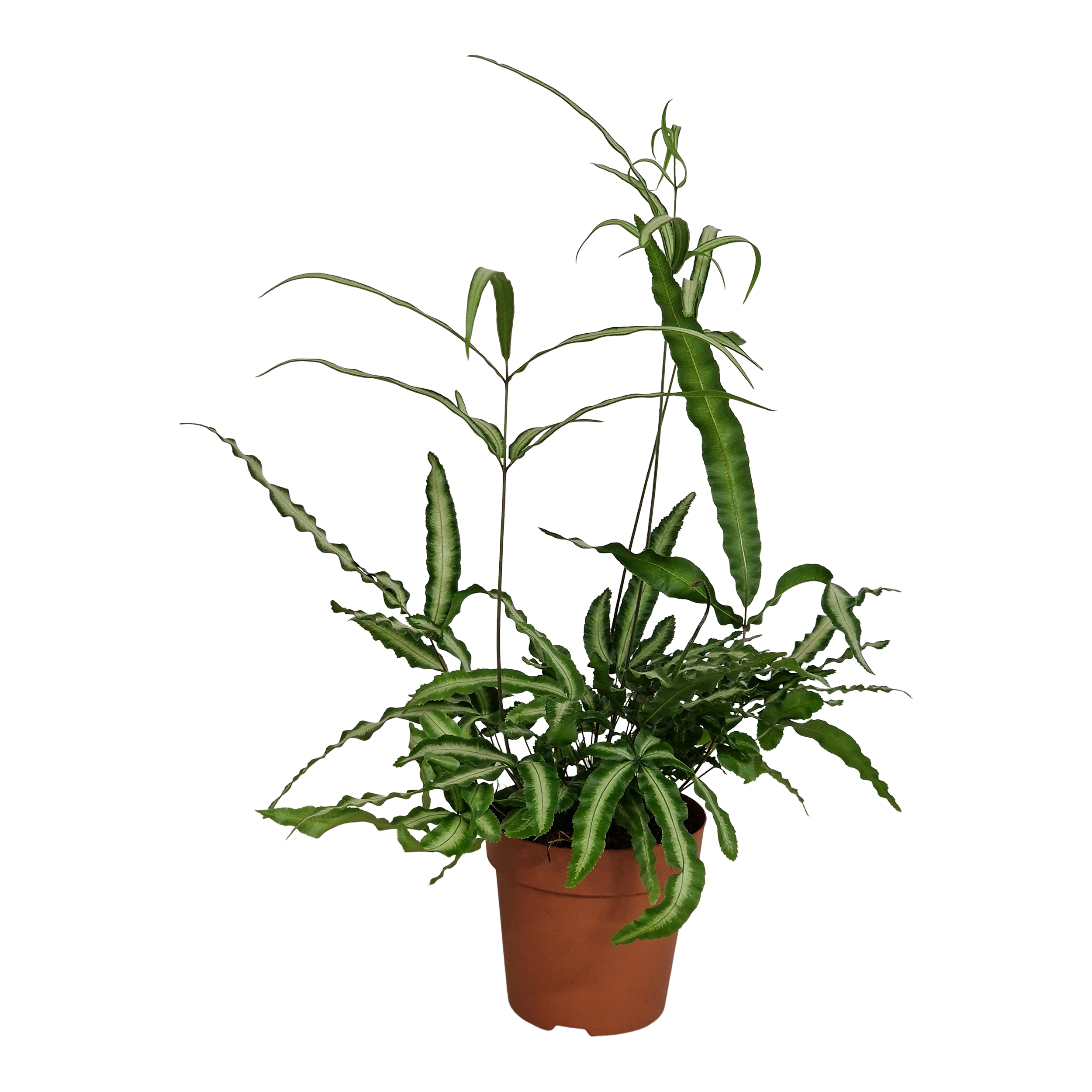 Pteris Albolineata 35 cm