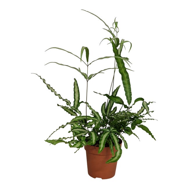 Pteris albolineata 35 cm 95491191