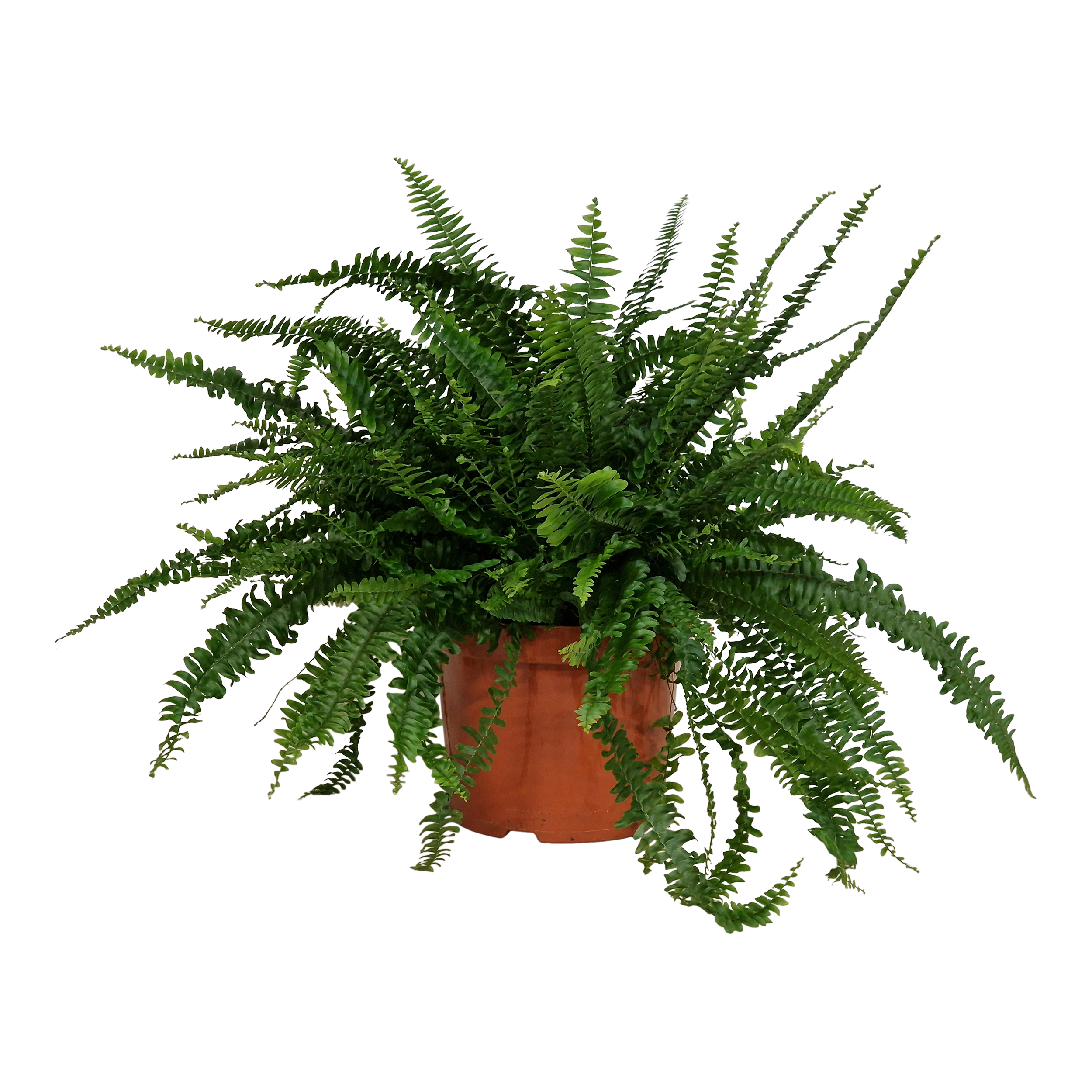 Nefrolepis Green Lady 70 cm