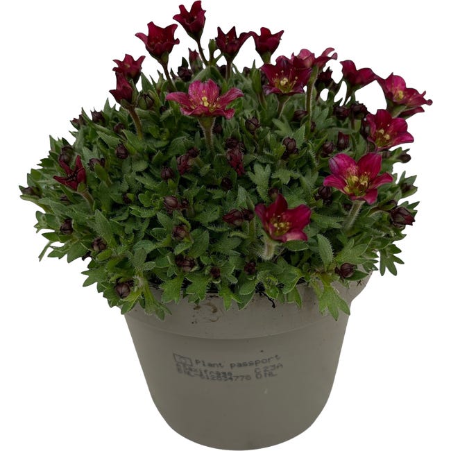 Skalnica mix 12 cm 45461472