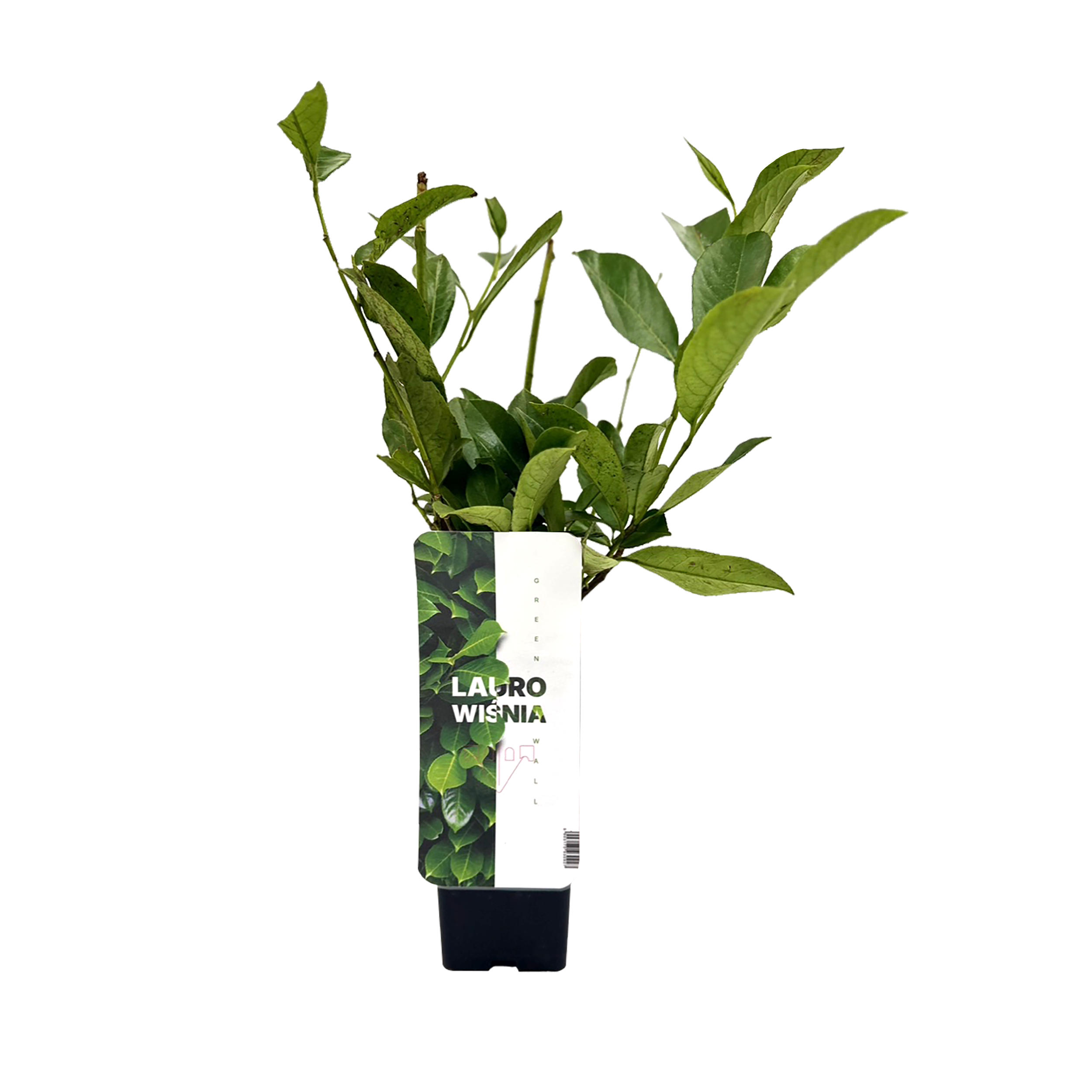 Laurowiśnia wschodnia 30 cm