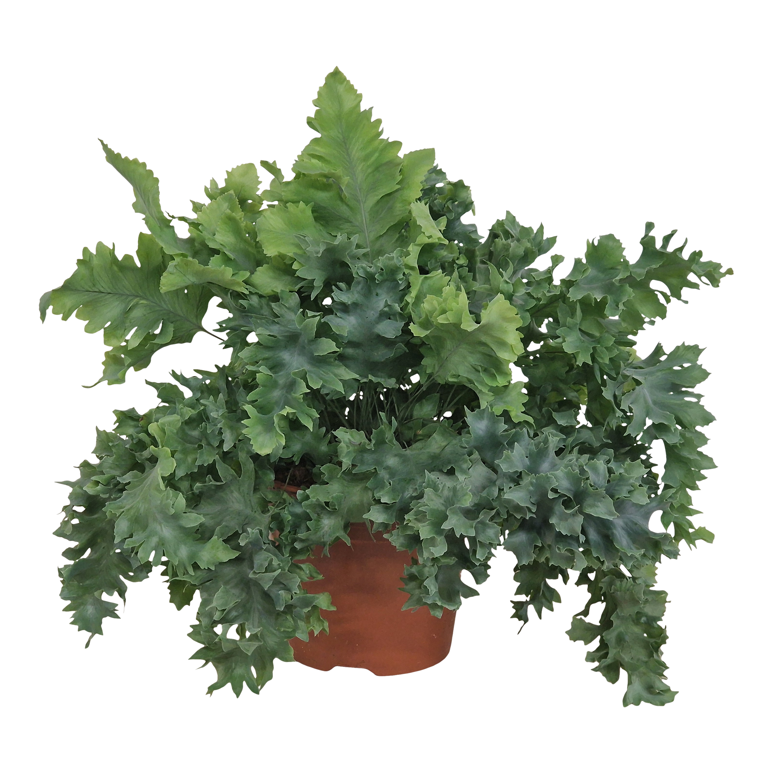 Flebodium Davana 45 cm