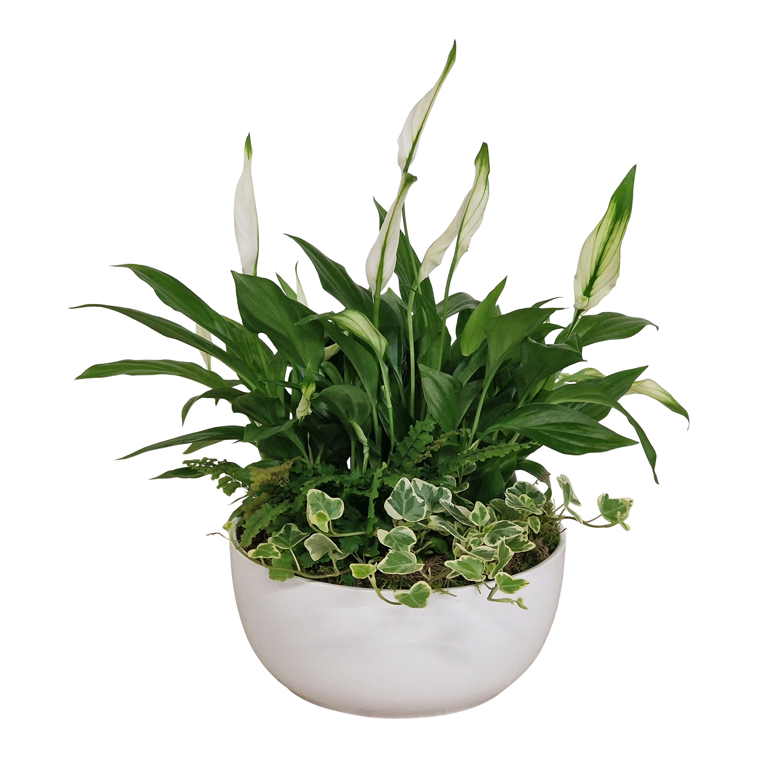 Skrzydłokwiat Nefrolepis Flebodium Bluszcz kompozycja mix 35 cm