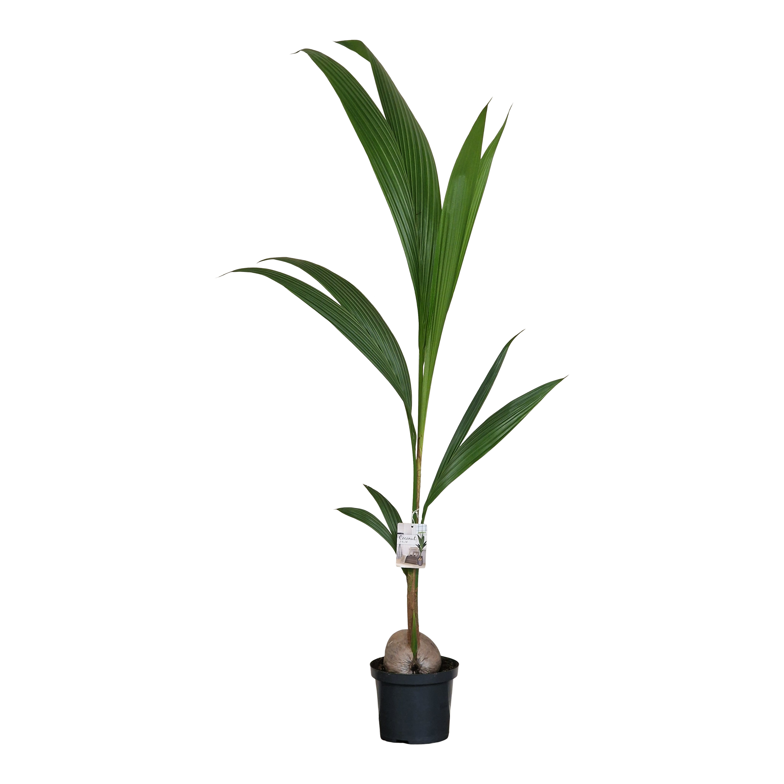 Palma kokosowa Cocos Nucifera 120 cm